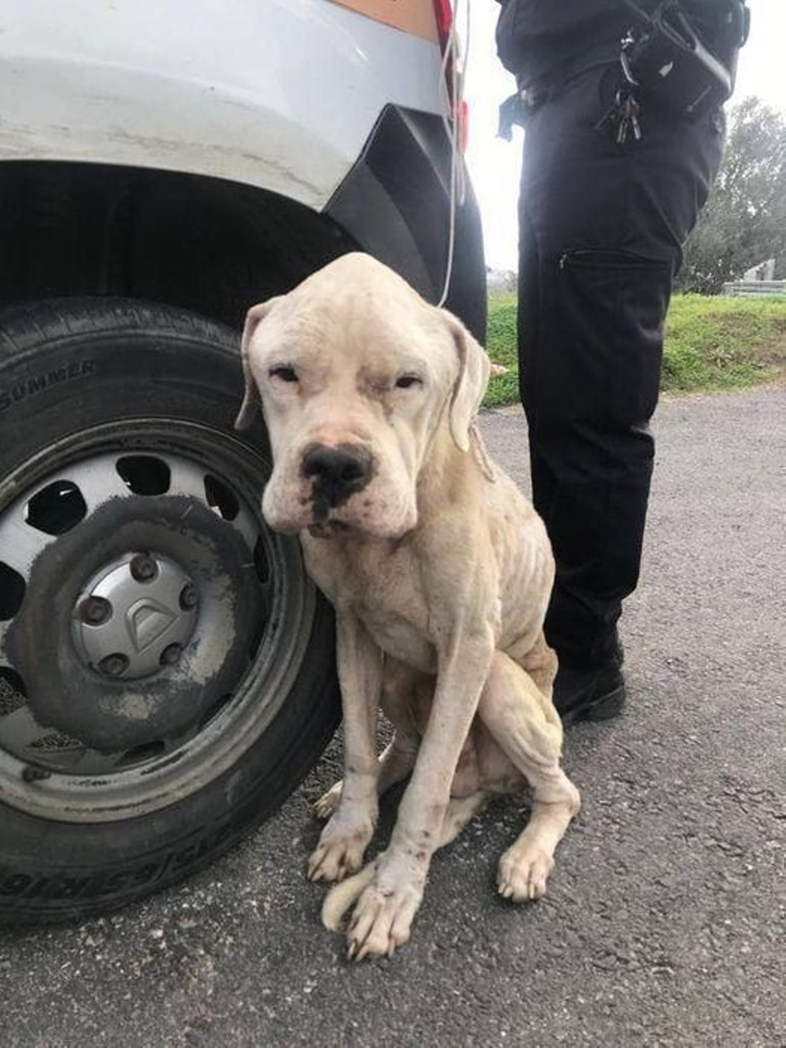 El animal rescatado por la Policía de Vejer.