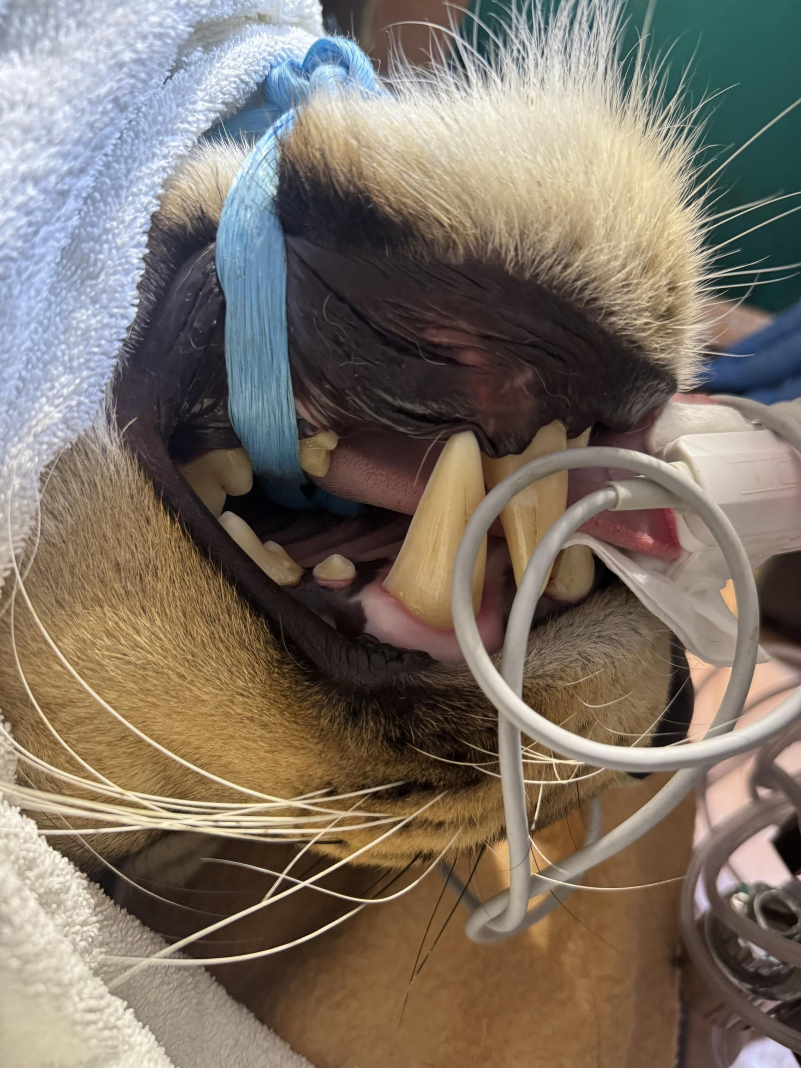 Así es Amaru, el león que ha sobrevido a una grave operación en Tabernas