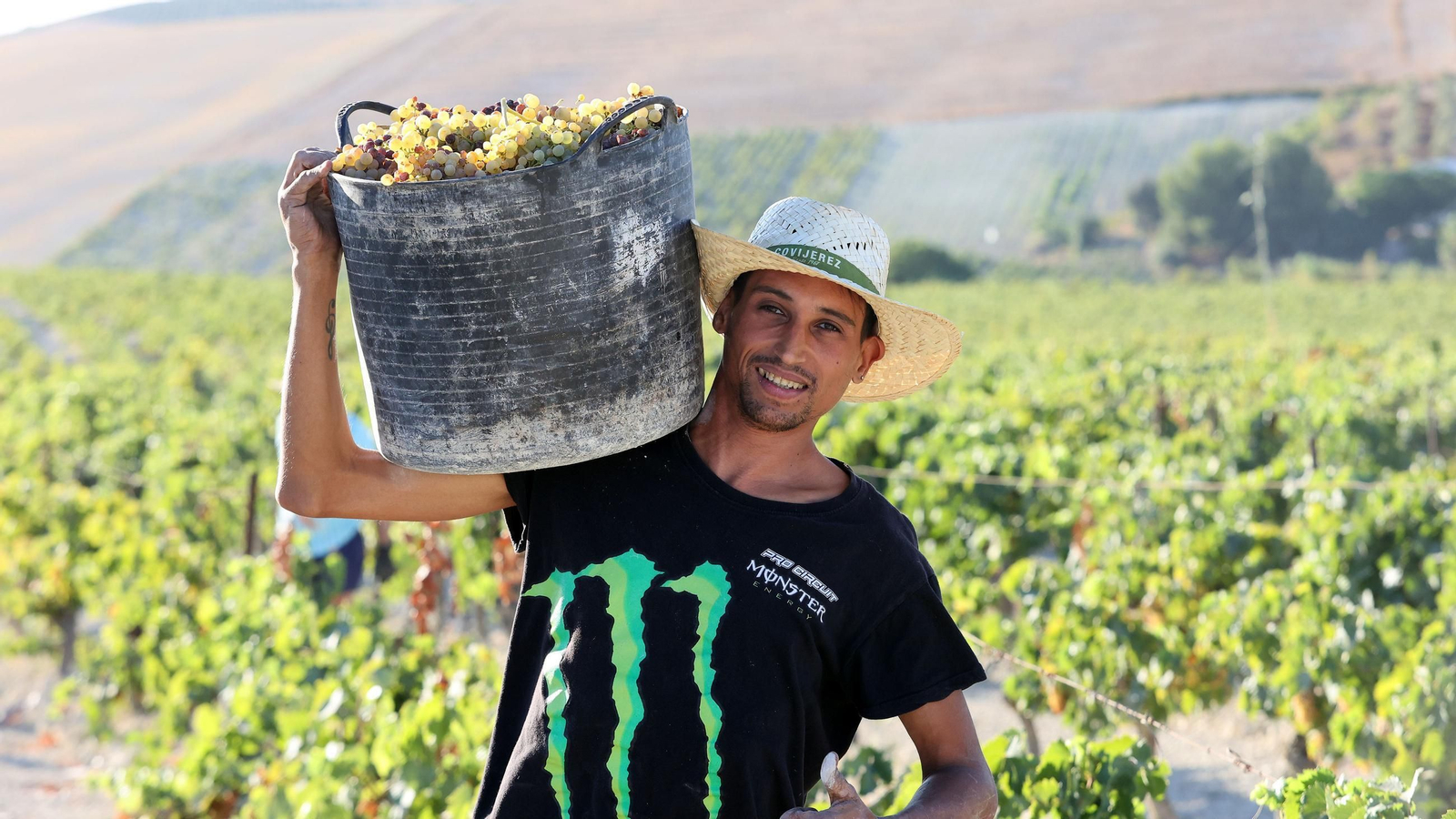 Vendimia a mano en la Viña El Caribe en Jerez