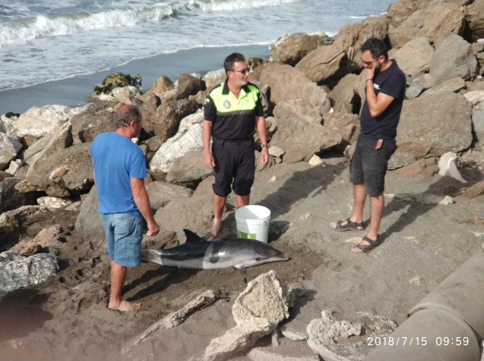 Cría de delfín rescatada en Chilches.