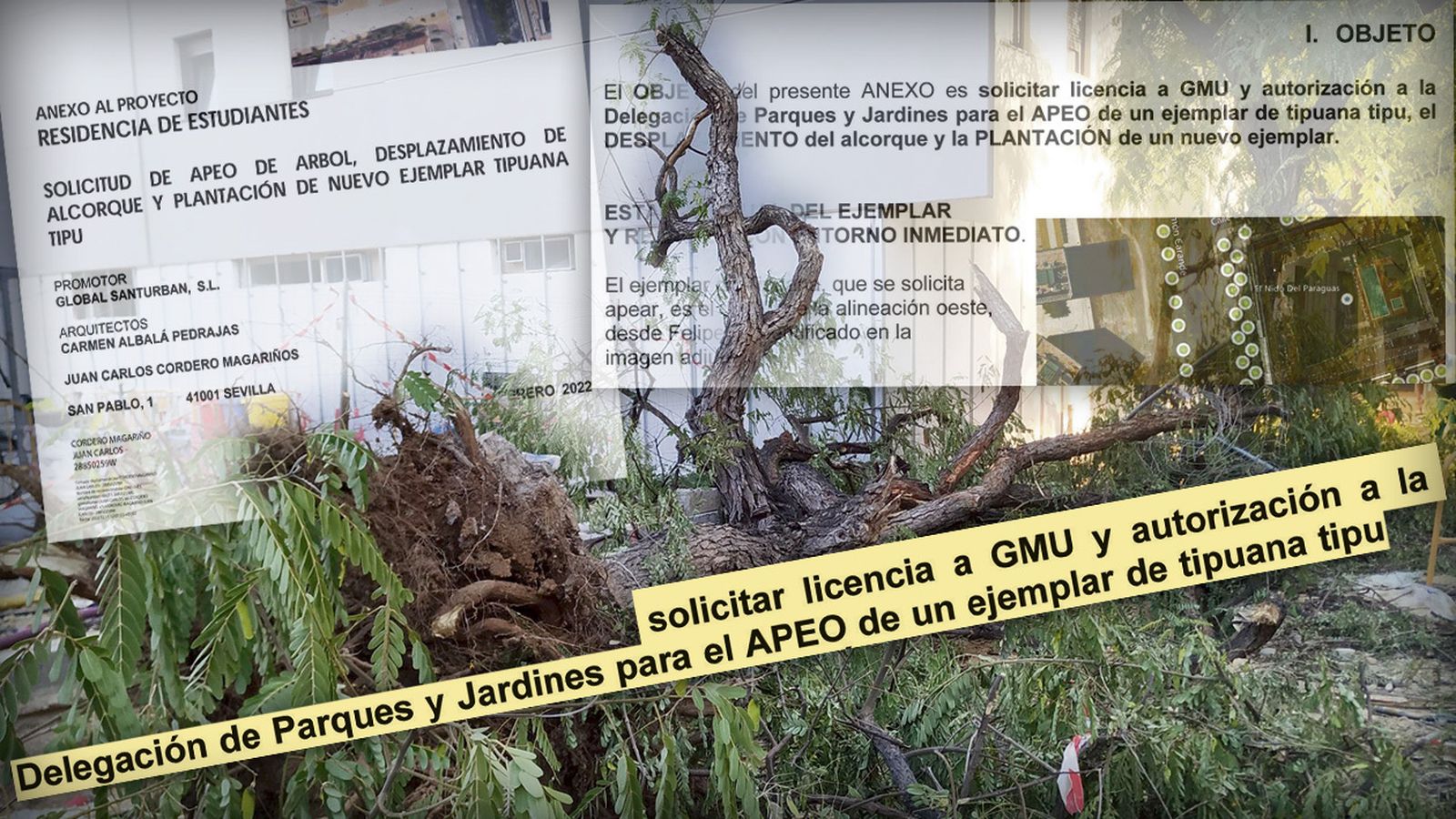 La petición de licencia de apeo de un único árbol, realizada por la empresa en febrero de 2022. Finalmente se han talado trece y por orden municipal