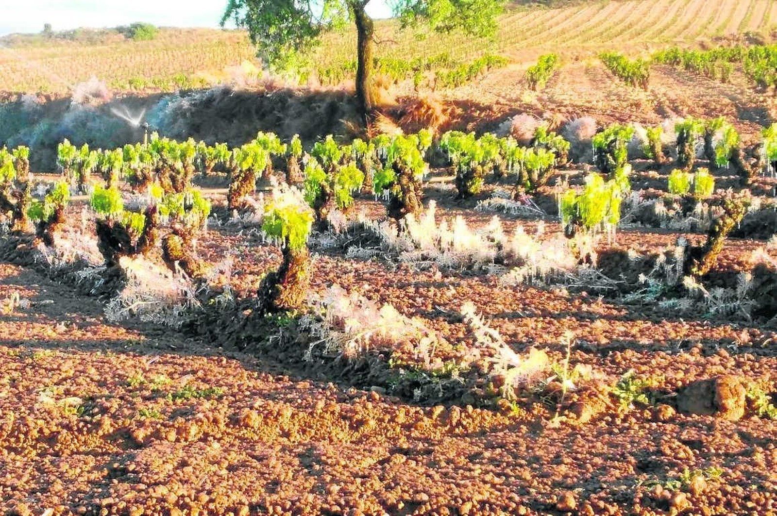 El viñedo presenta un aspecto desolador.