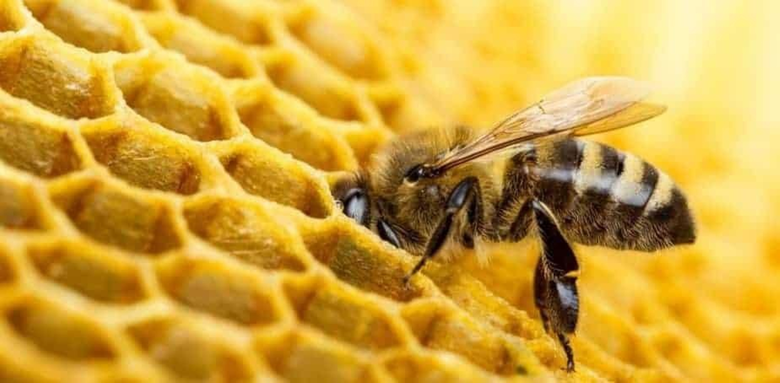 California clasifica las abejas como un tipo de pez