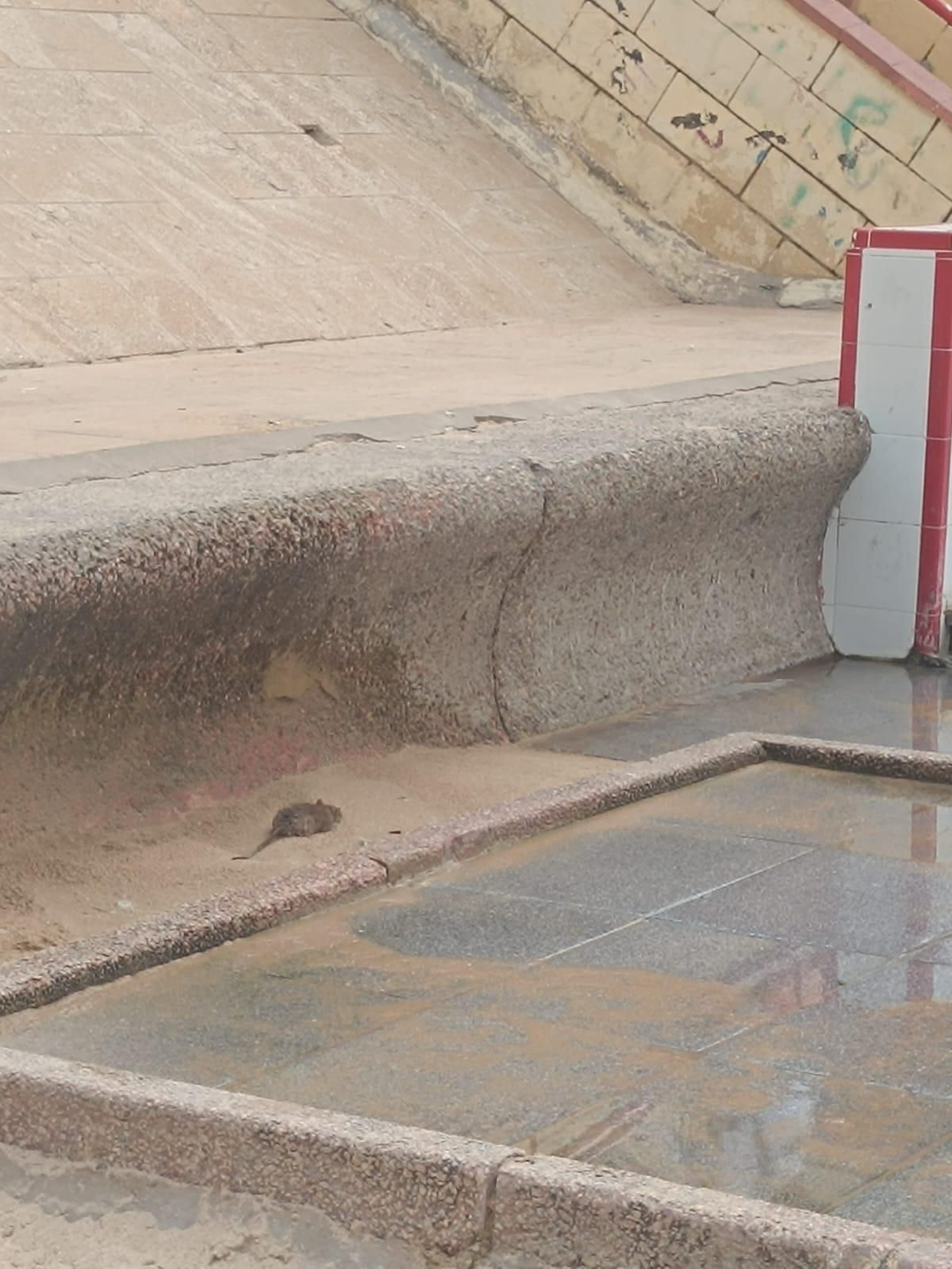Imagen facilitada por una joven bañista que captó el instante en el que la rata aparecía en el lugar, a muy pocos metros de los lavapiés de la playa de Santa María del Mar
