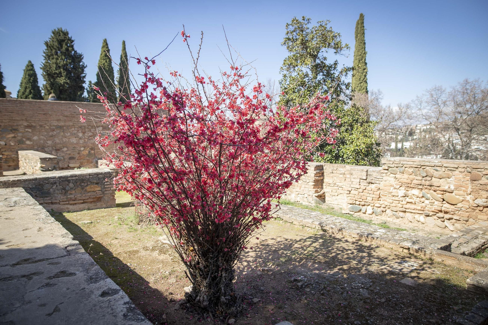 La Alhambra en flor...de invierno: las imágenes