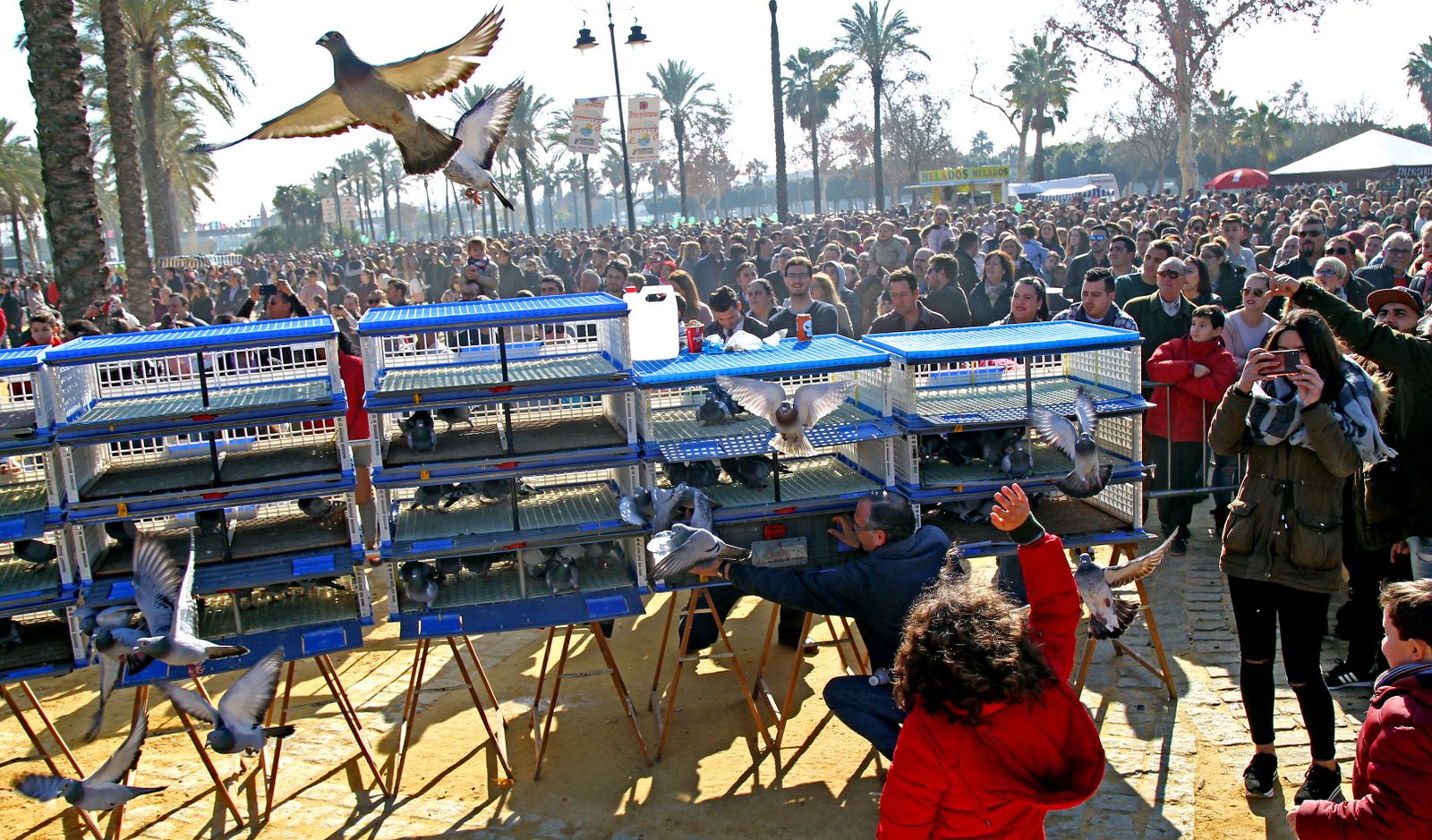 Las imágenes de San Antón