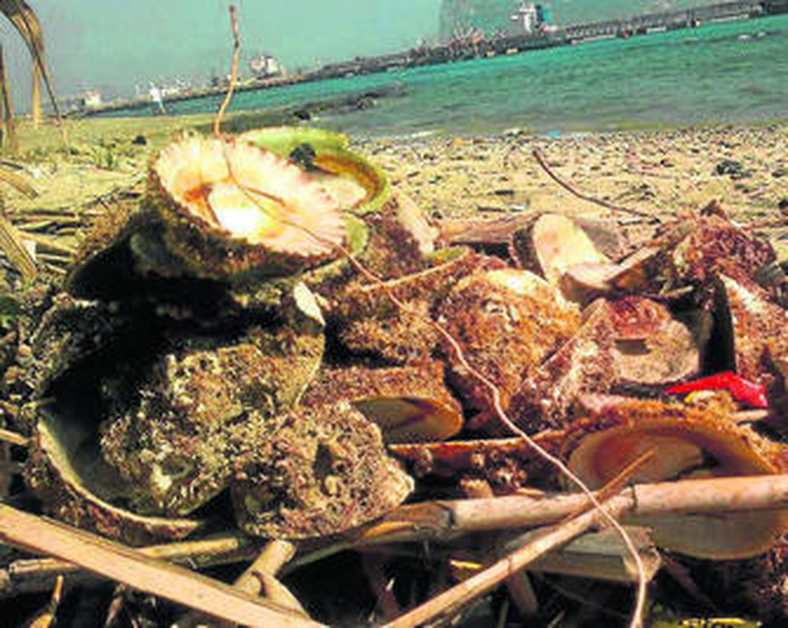 Dos personas, supuestamente portadoras de lapas, y conchas vacías.