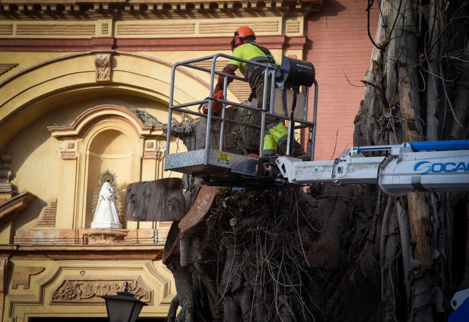 Imágenes de la tala definitiva del ficus de San Jacinto