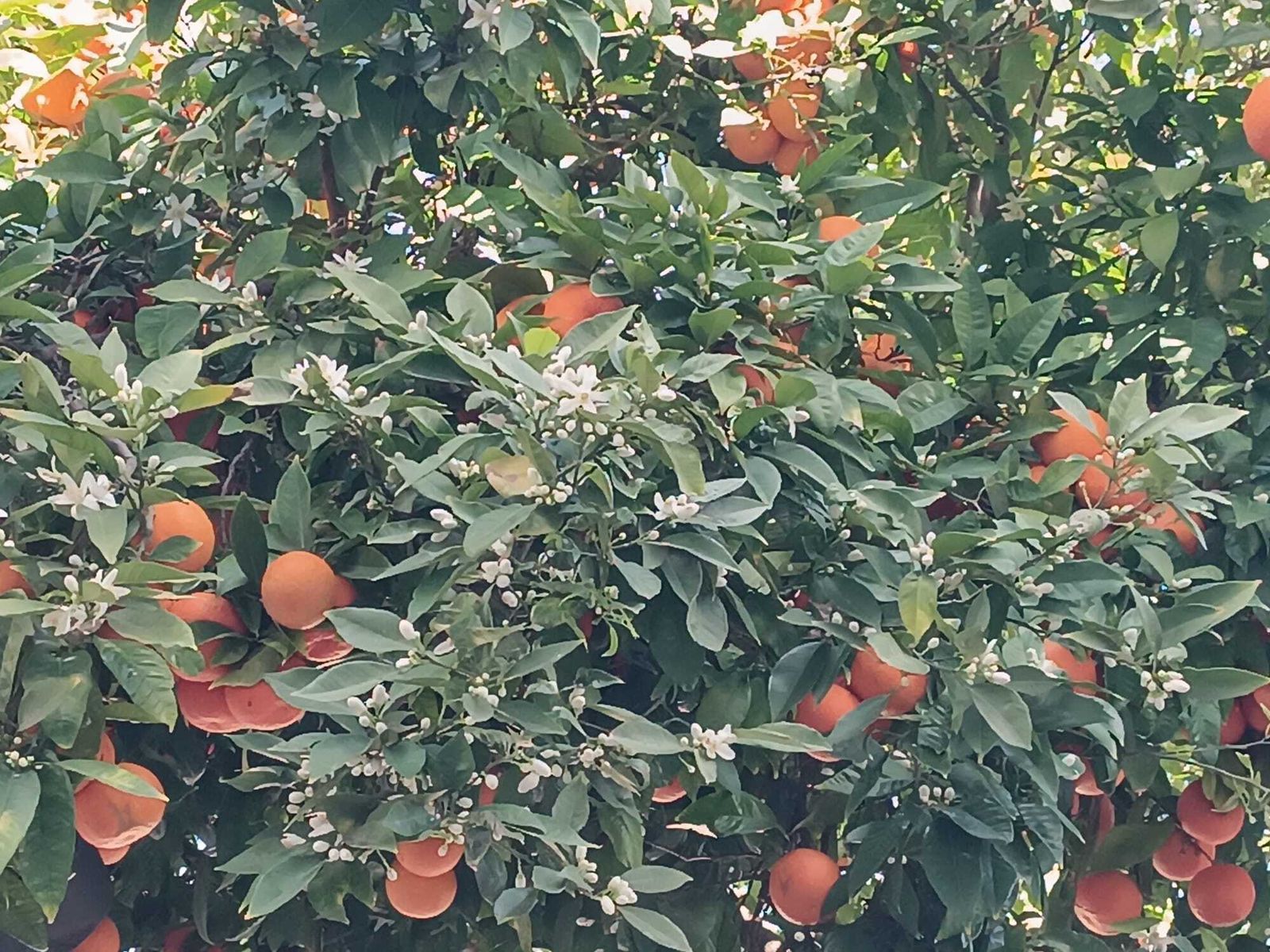 El azahar florece en Algeciras