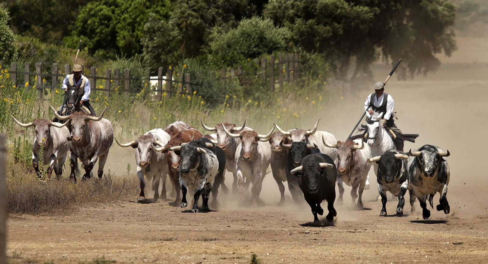 Momento en el que los jinetes a caballo conducen a los toros bravos y a los bueyes a la plaza donde se desarrolla el espectáculo.