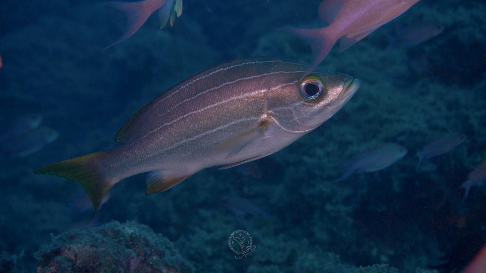 Fotos: así es el mundo submarino de Granada captado por los buzos Anne Lizarralde y Manolo García