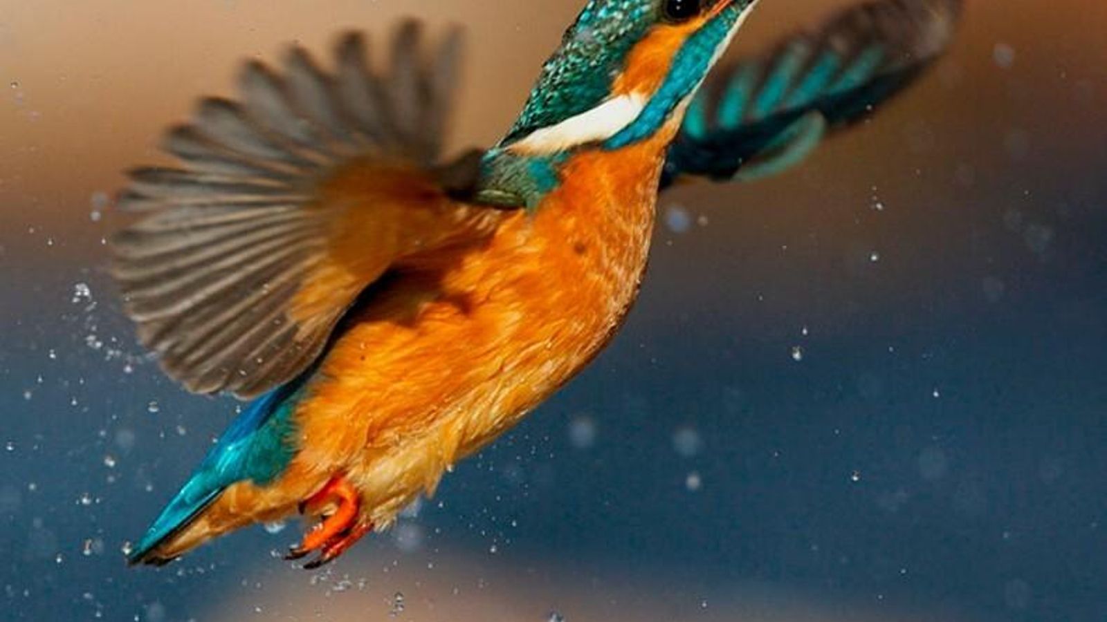 El martín pescador reclama su protagonismo en el documental.