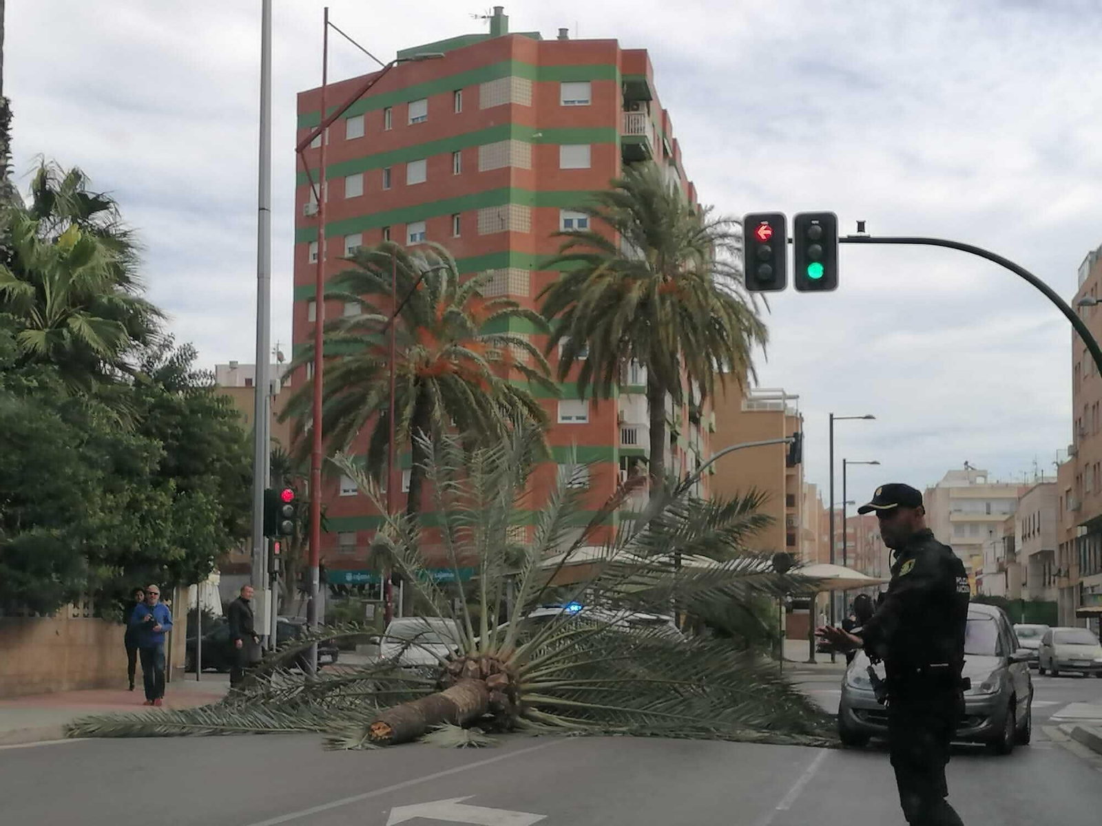 Las imágenes de la caída de una palmera en la Avenida Cabo de Gata de Almería Las imágenes de la caída de una palmera en la Avenida Cabo de Gata de Almería