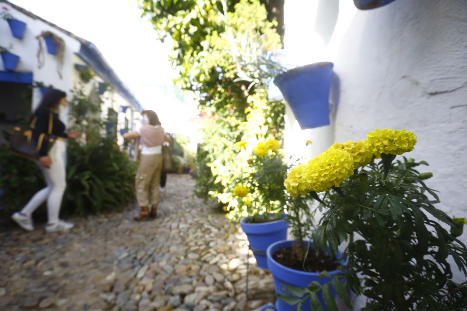 Un recorrido en fotografías por los Patios de Córdoba un domingo de otoño