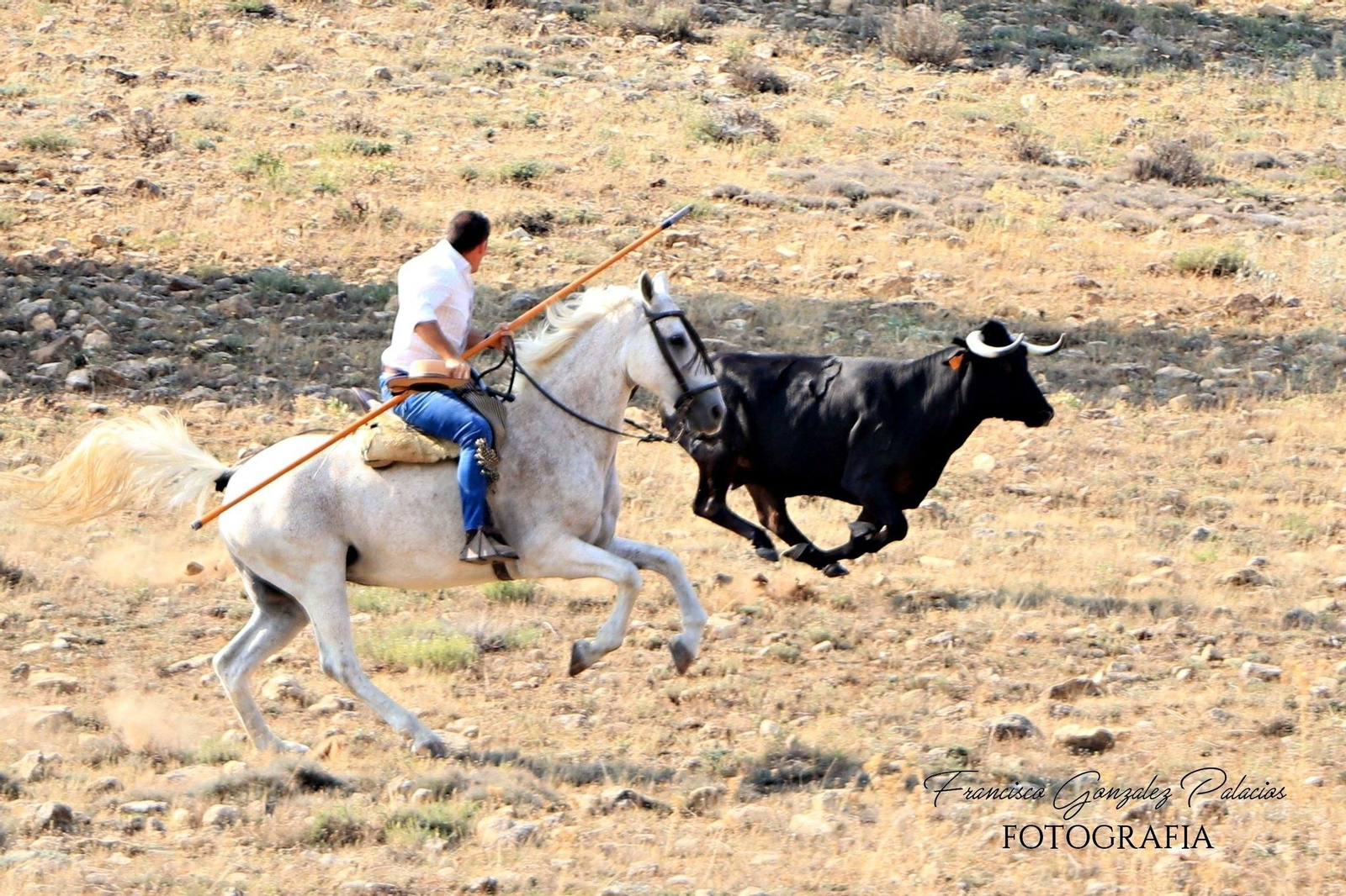 Saltos y fintas de vértigo en los encierros de Santiago de la Espada, en imágenes