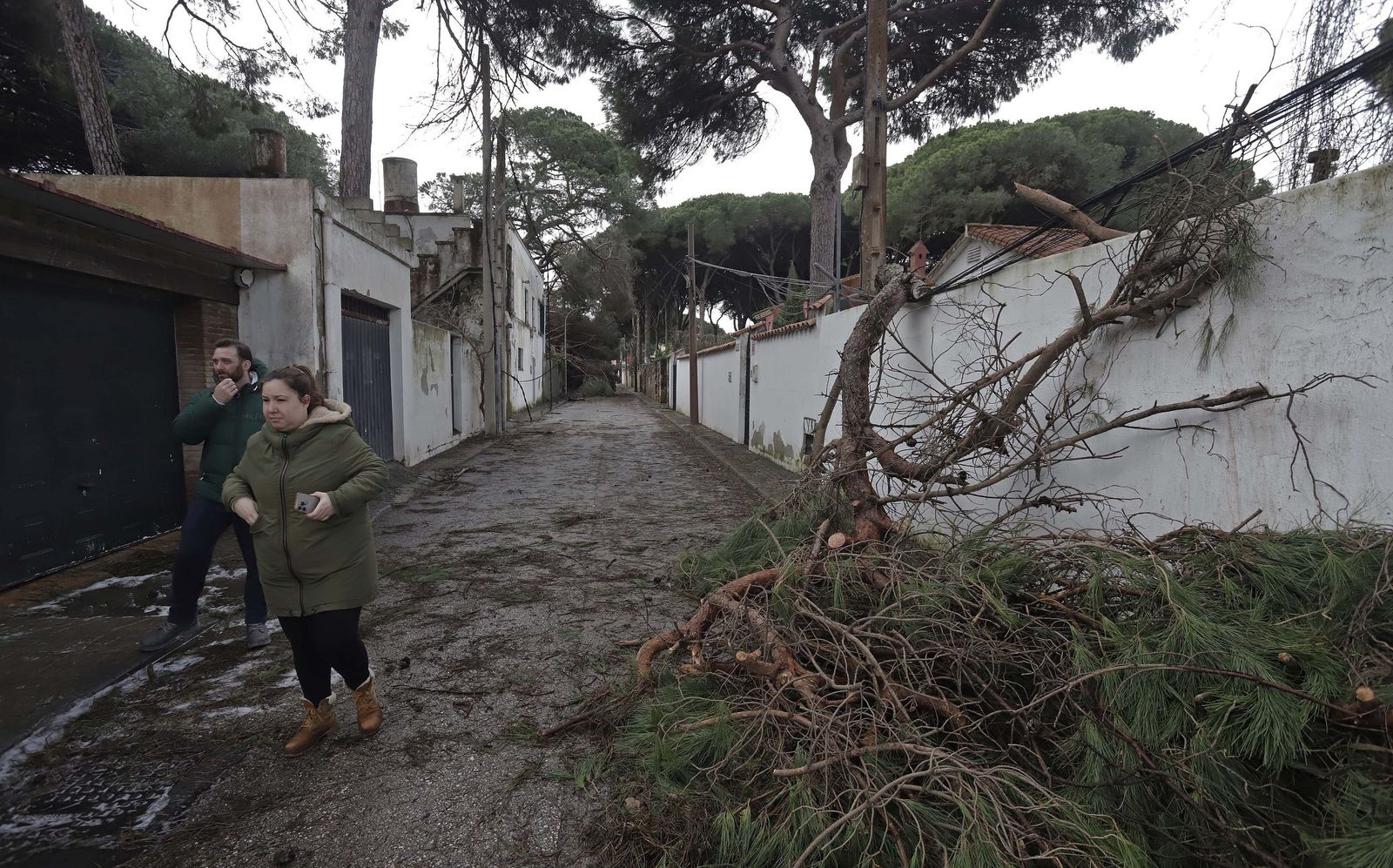 24 horas sin electricidad en la urbanización Los Pinos por árboles caídos tras la borrasca Kristin, en imágenes