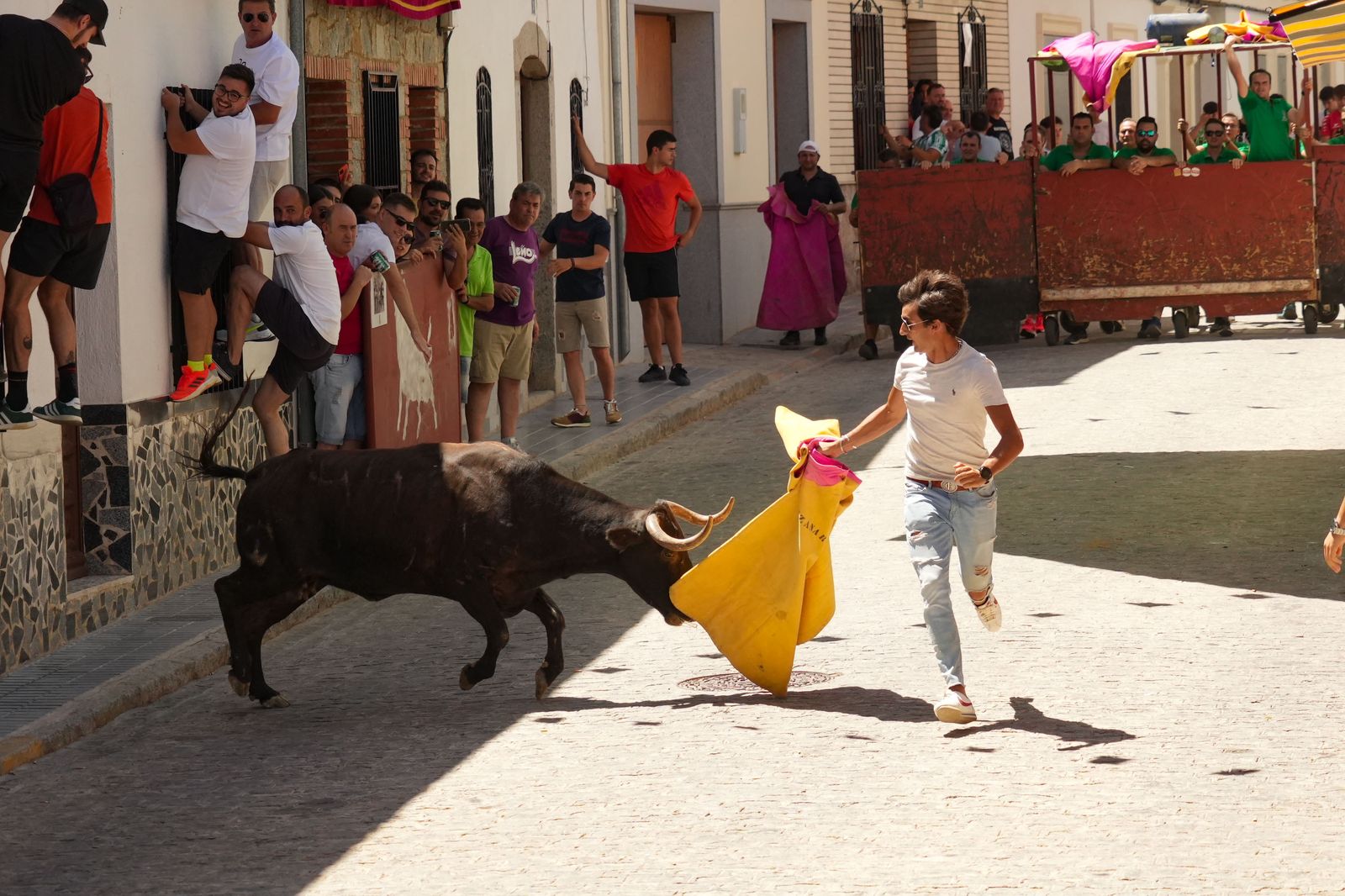 El encierro de vaquillas por Santa Ana El Viso, en imágenes