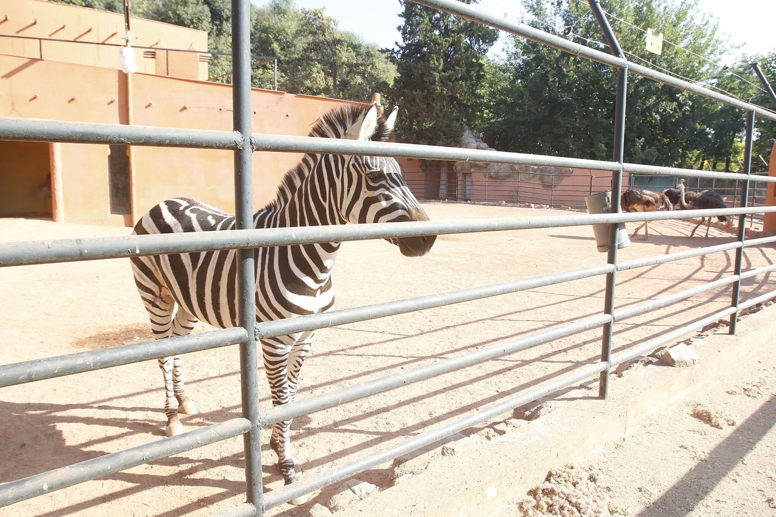 Las fotografías de la reapertura del Zoo de Córdoba tras el coronavirus