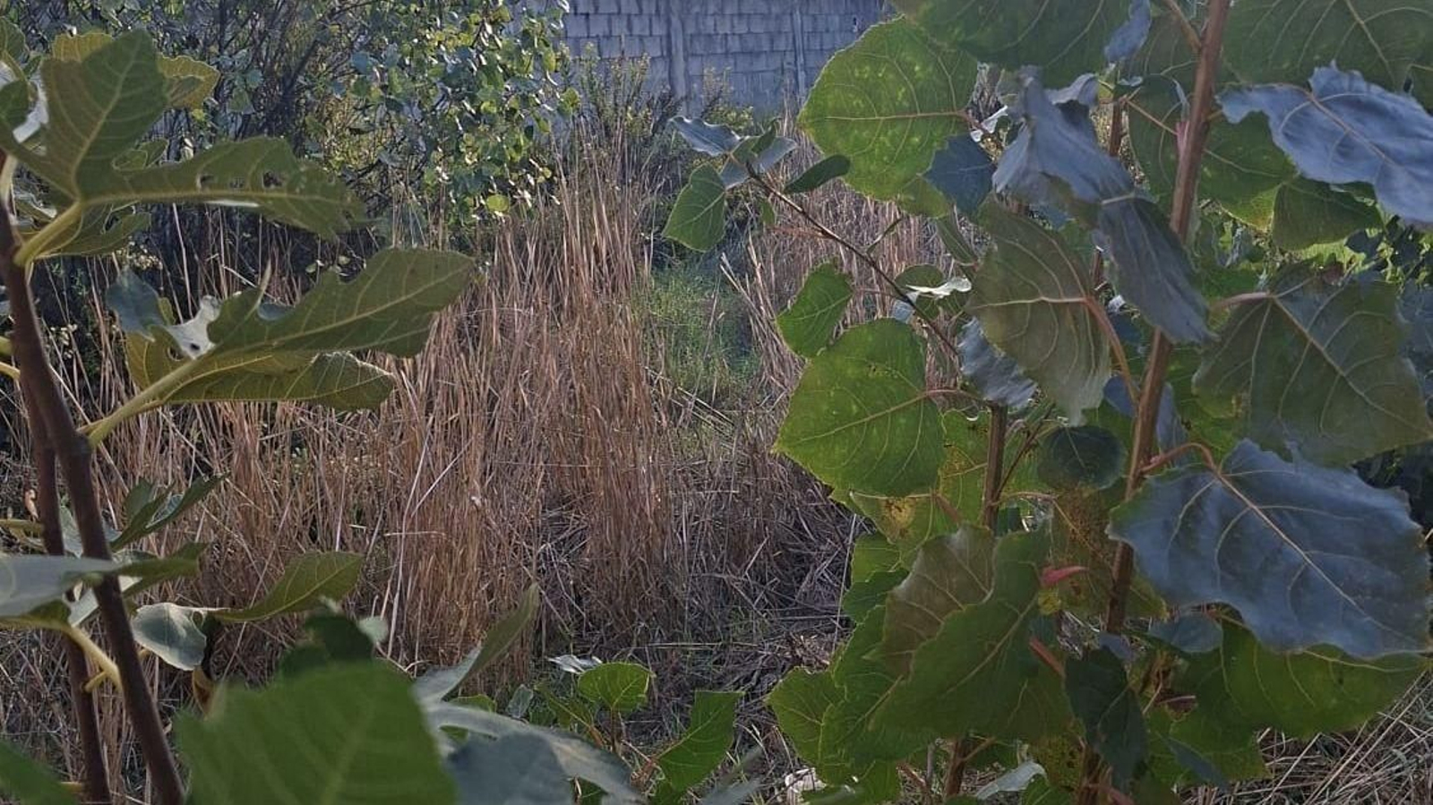 Maleza en el interior del colegio Virgen de Europa Maleza en el interior del colegio Virgen de Europa