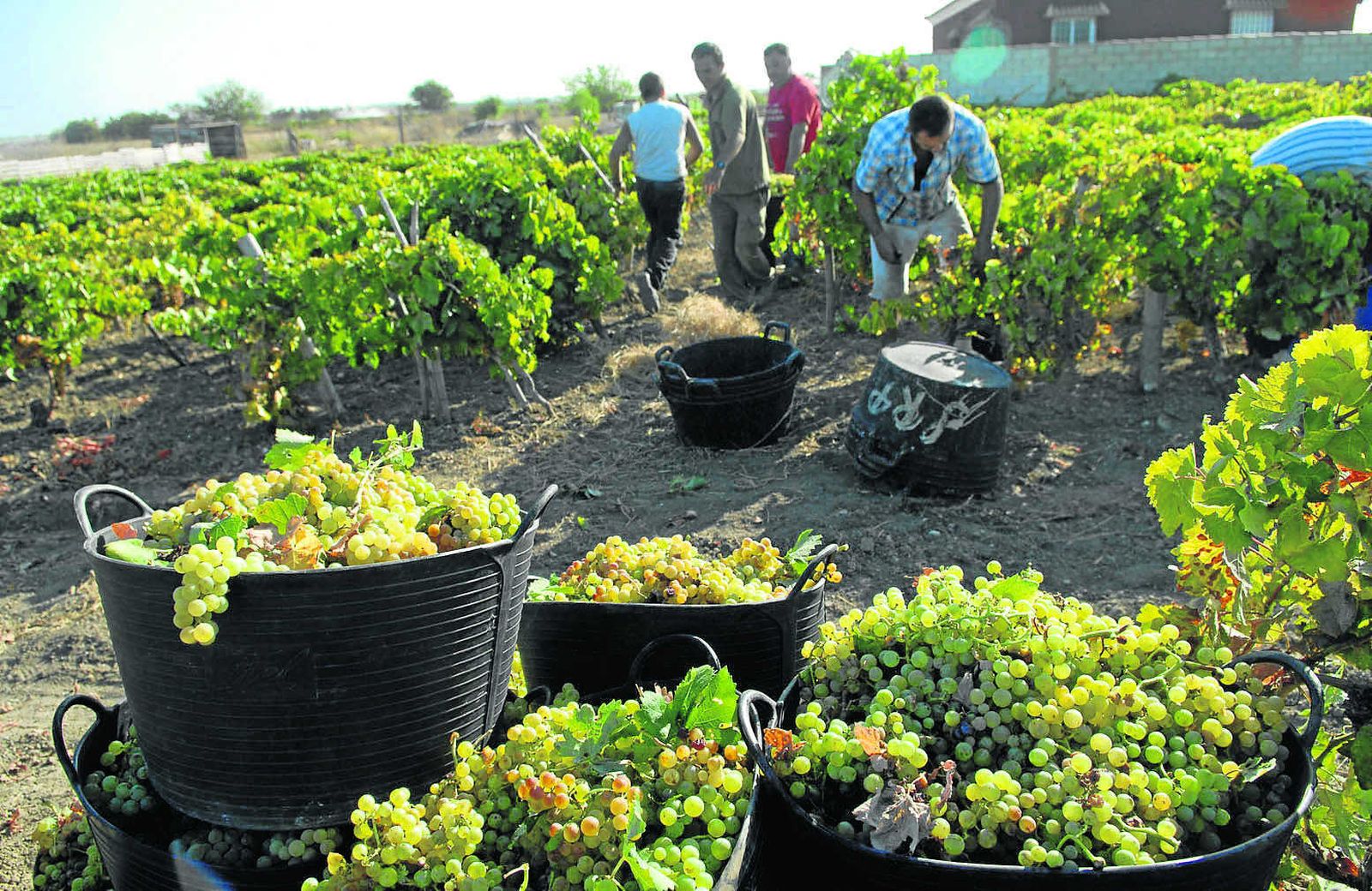 Imagen de archivo de la recolección de la vendimia francesa