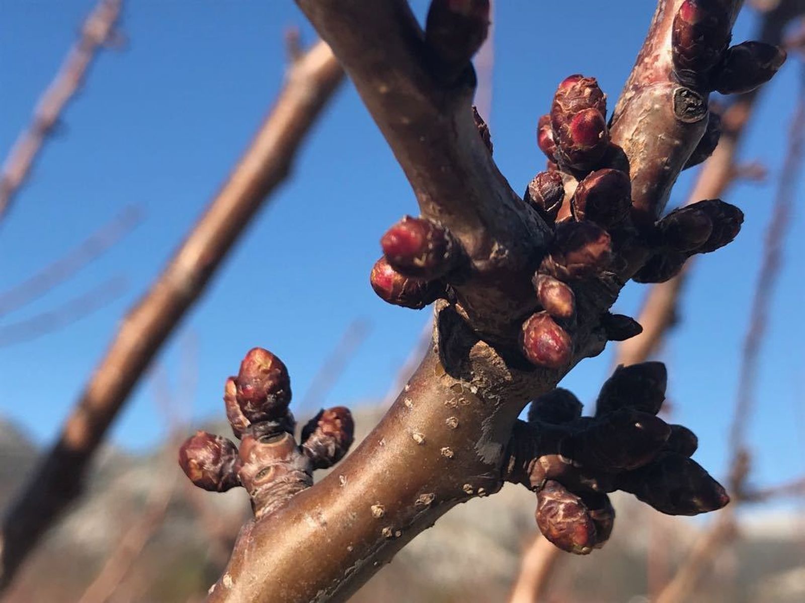 La floración está prevista para dentro de dos semanas.