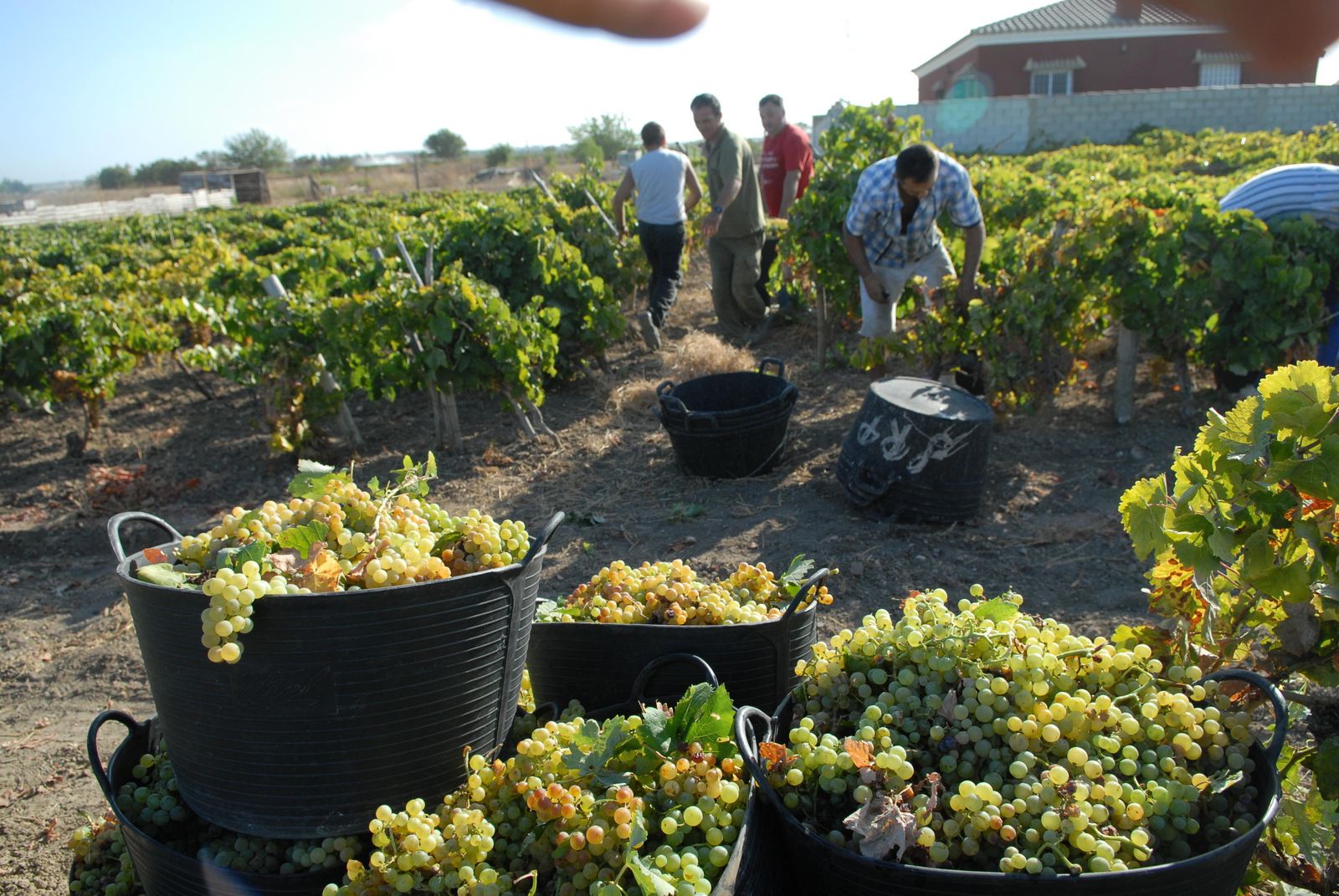 Más de 3.400 granadinos encuentran su oportunidad laboral en la vendimia