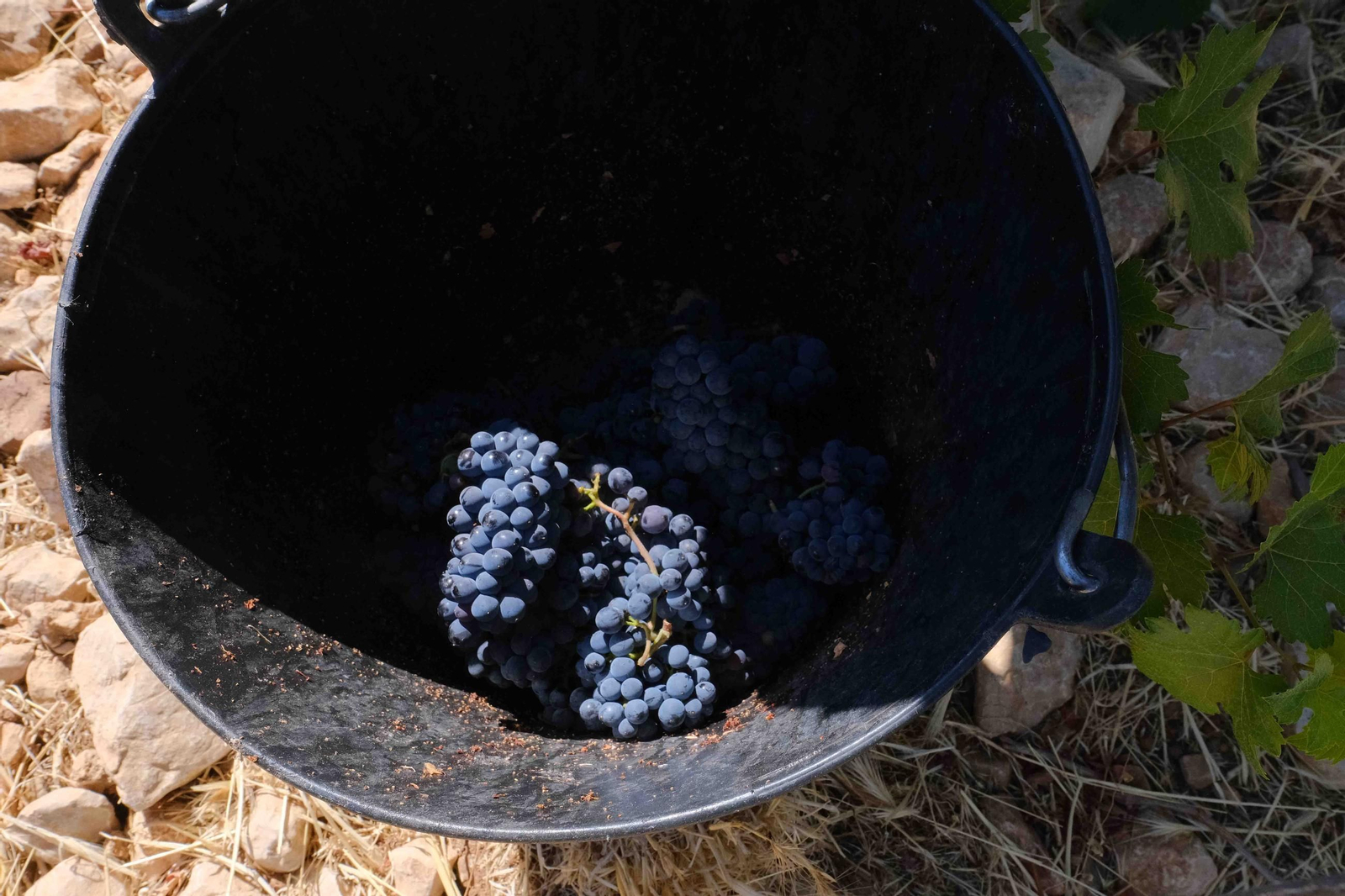 Vendimia en la Serranía de Ronda