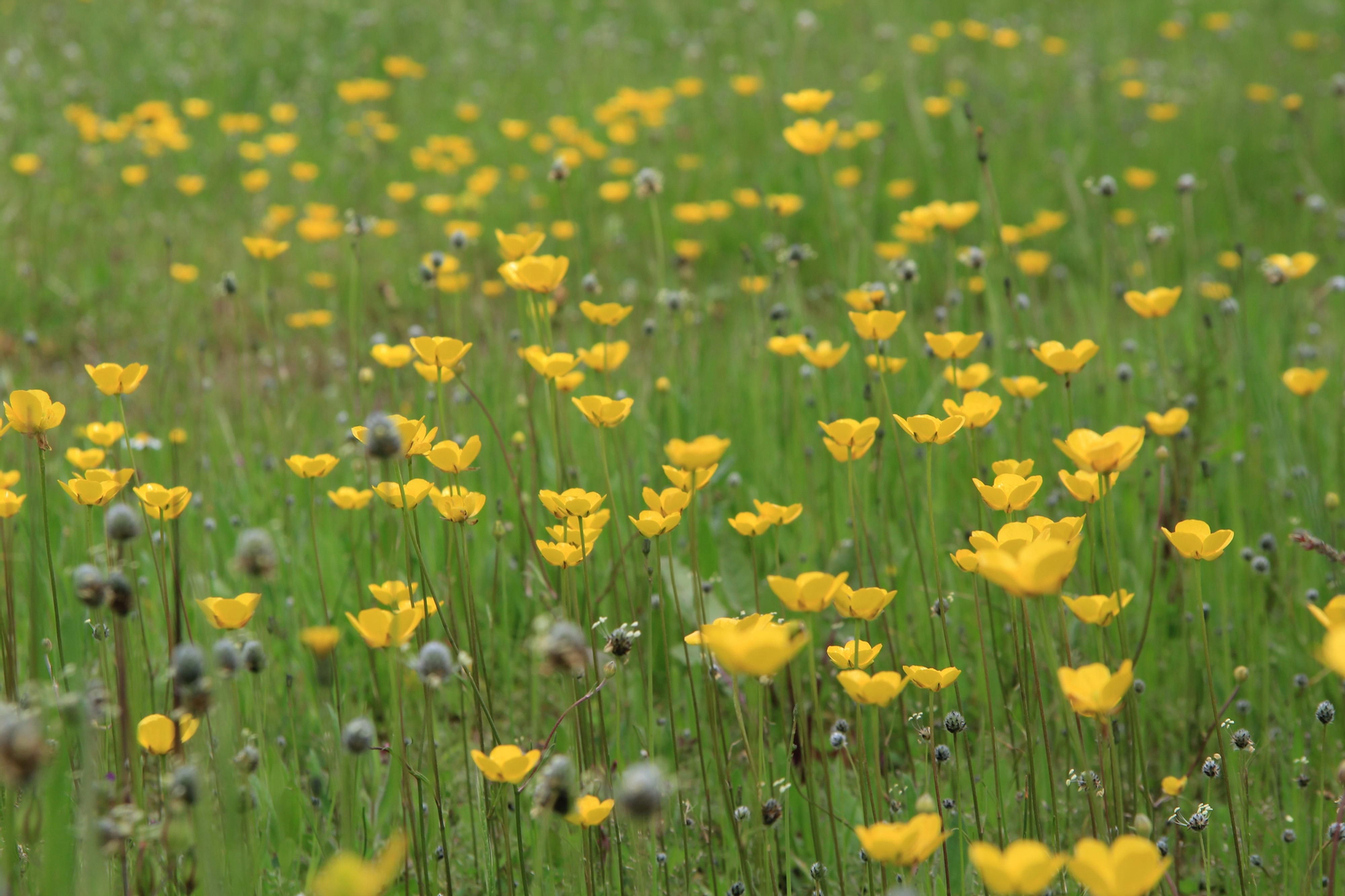 Flores en el término municipal de Añora, en Los Pedroches.