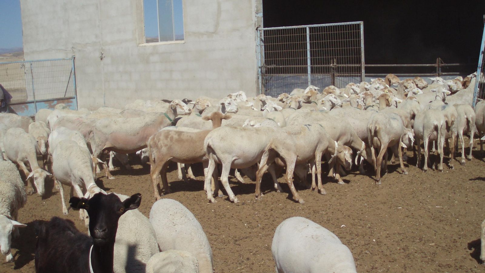 Ovejas segureñas en su explotación ganadera
