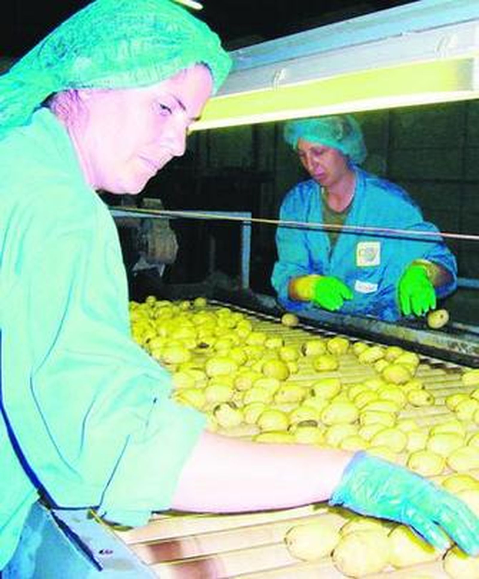 Una mujer selecciona las patatas de mayor calidad.