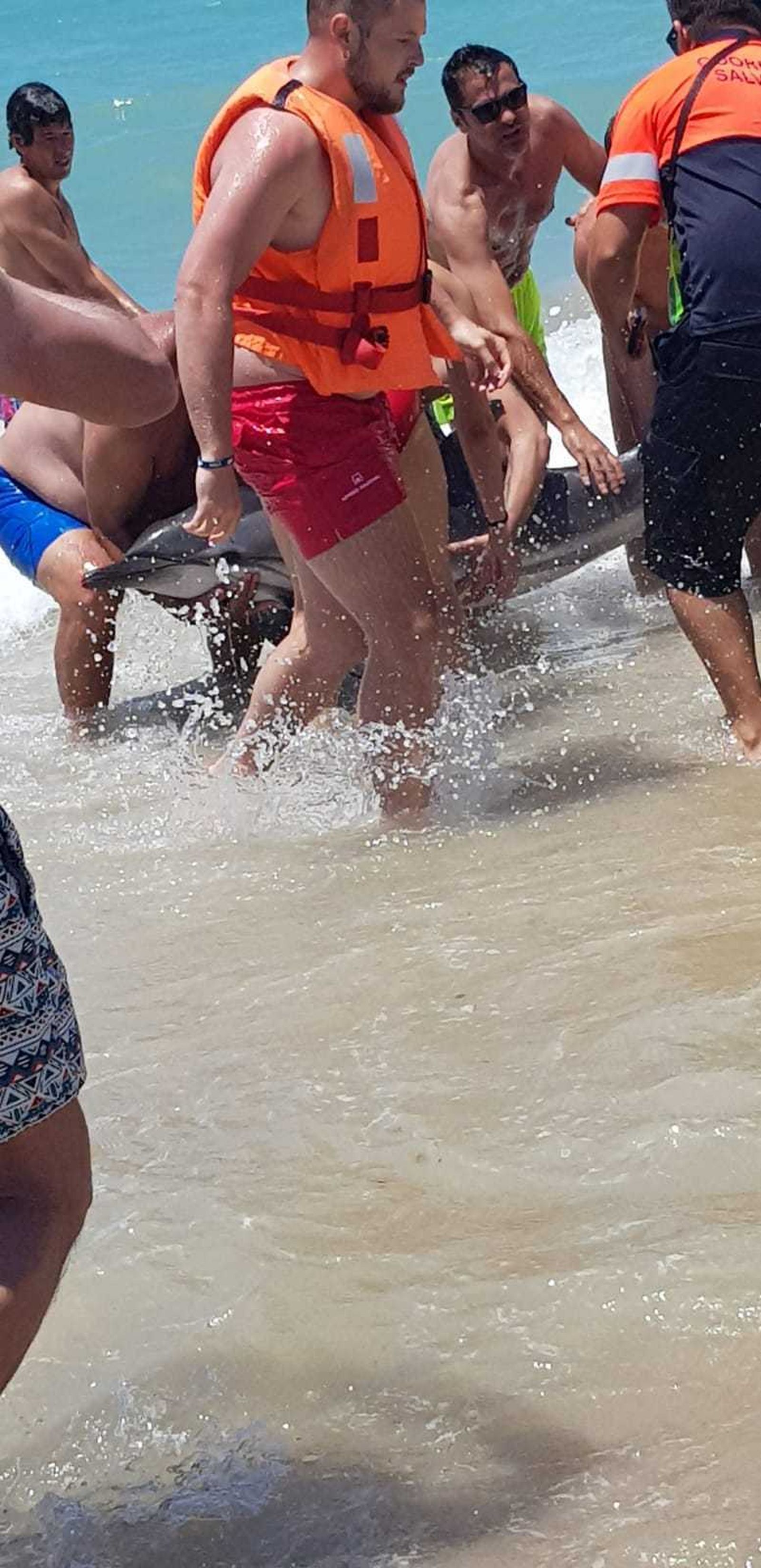 El delfín rescatado de la orilla en la playa de Camposoto.