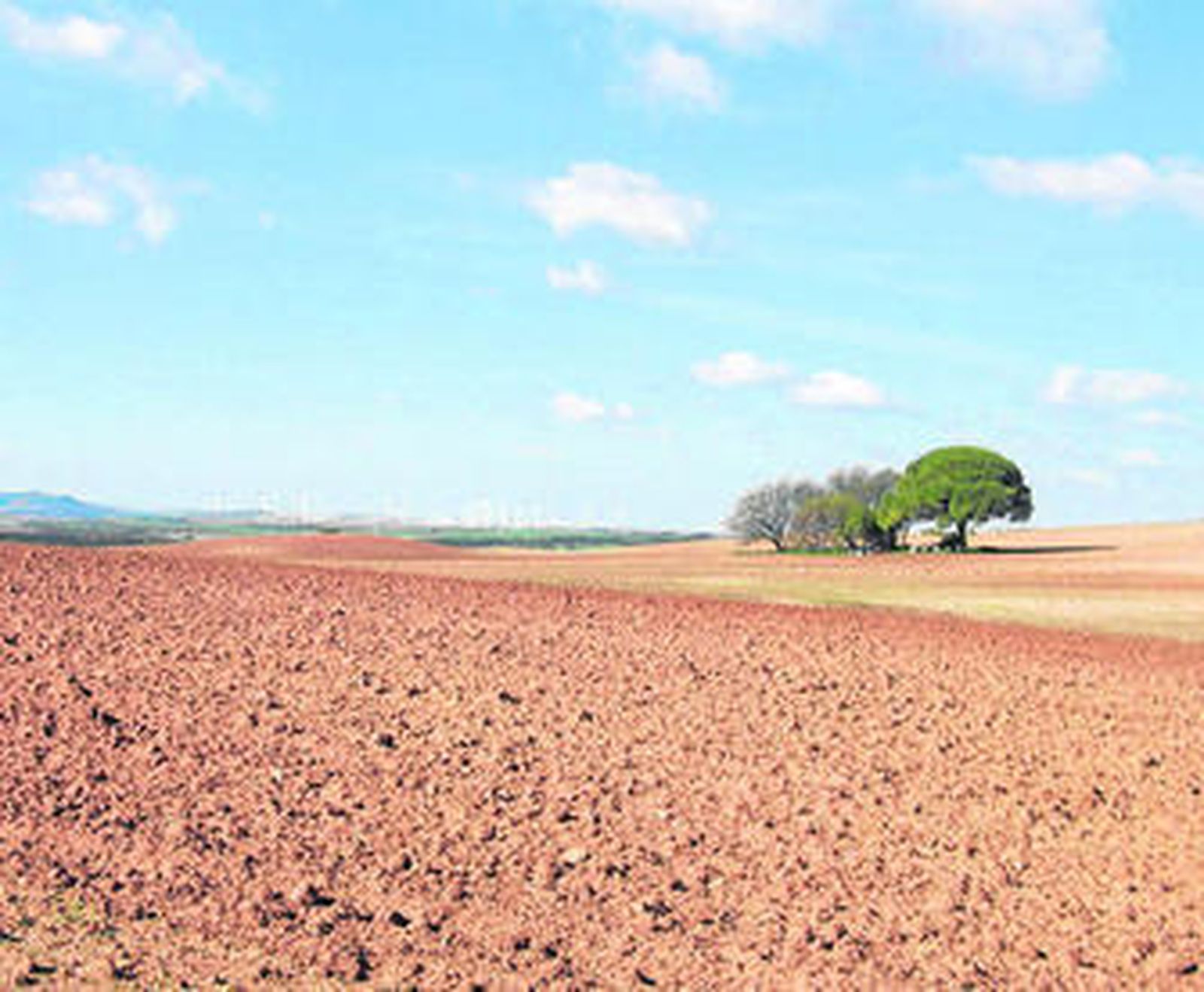 Terrenos en los que se instalará el huerto solar de Puerto Real.