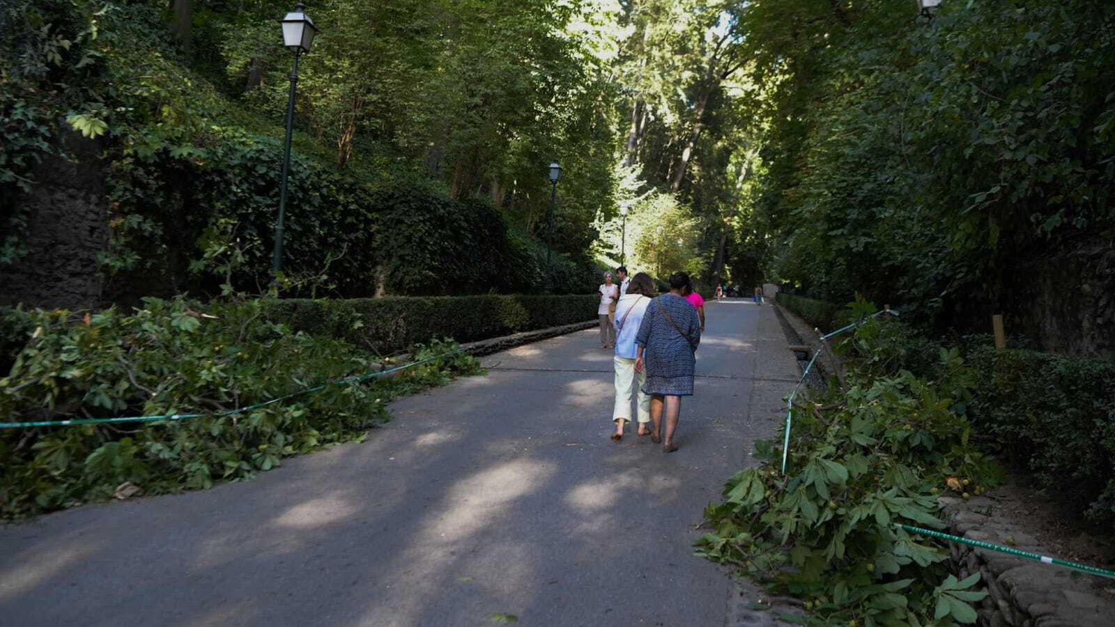 Varias personas pasean por la calle con los restos del árbol a ambos lados