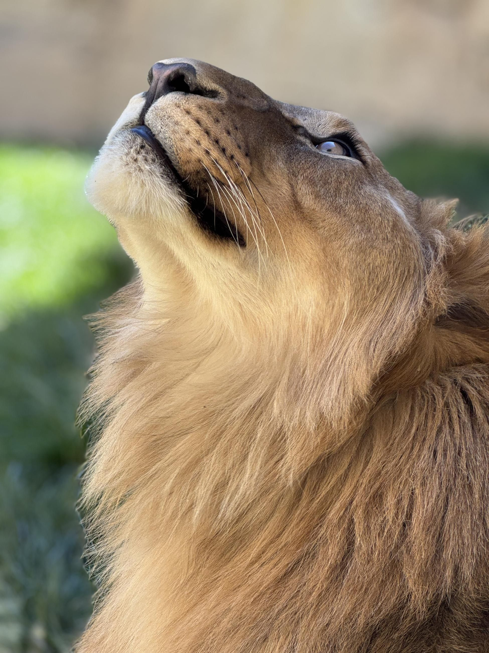 Así es Amaru, el león que ha sobrevido a una grave operación en Tabernas