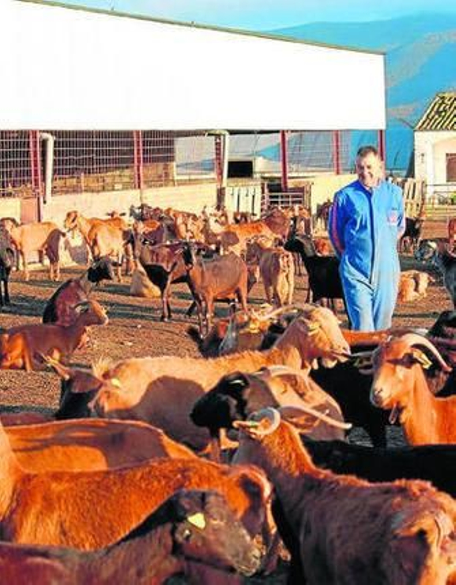El consumo habitual de leche de cabra tiene efectos positivos.
