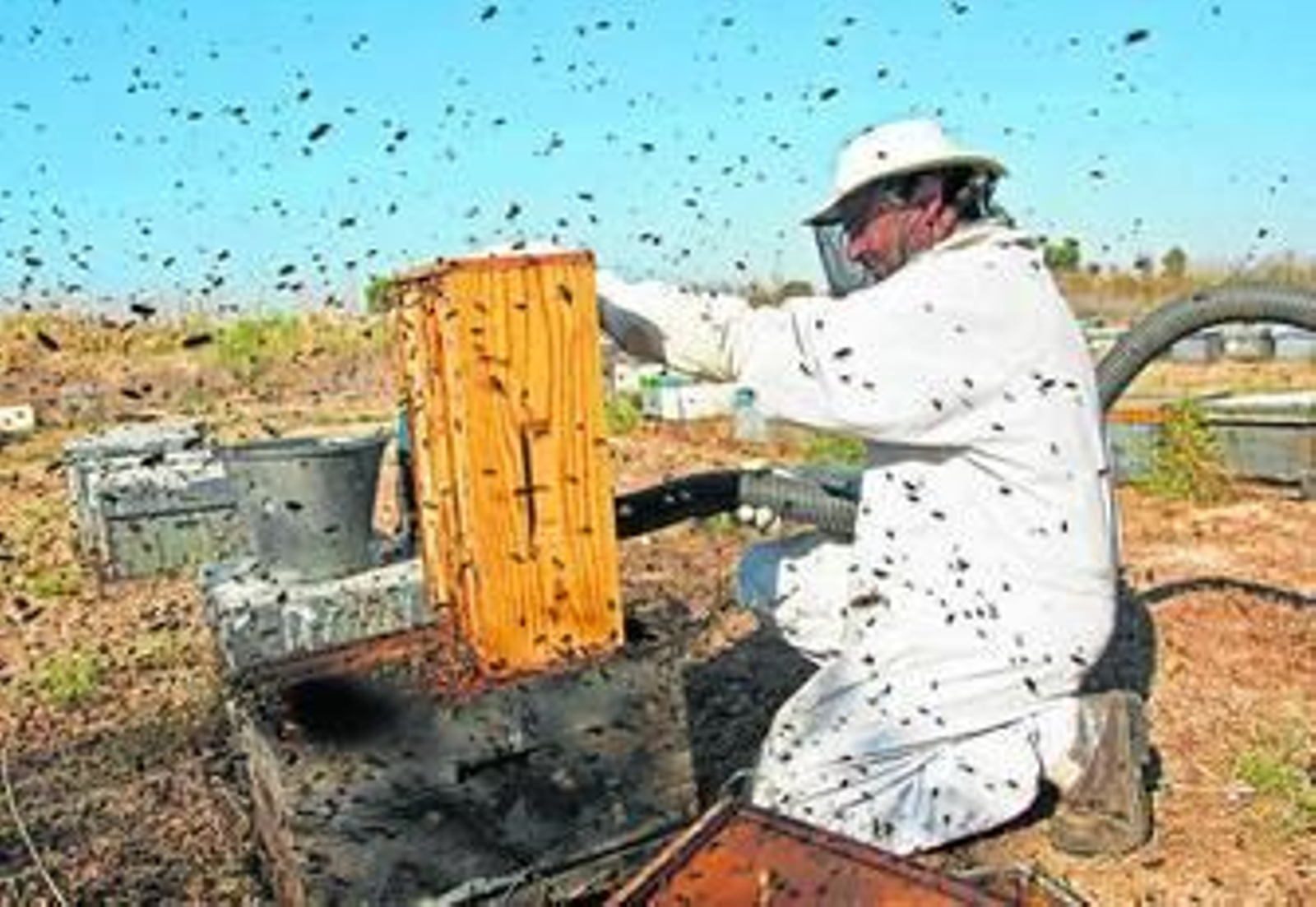 Momento de la recogida de las colmenas.