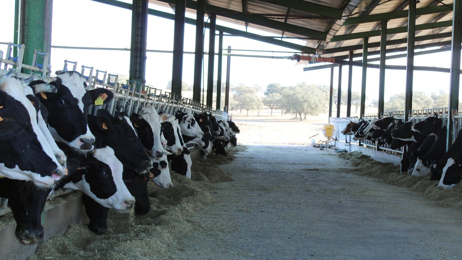 Vista de una explotación ganadera dedicada a la producción de leche de vaca.