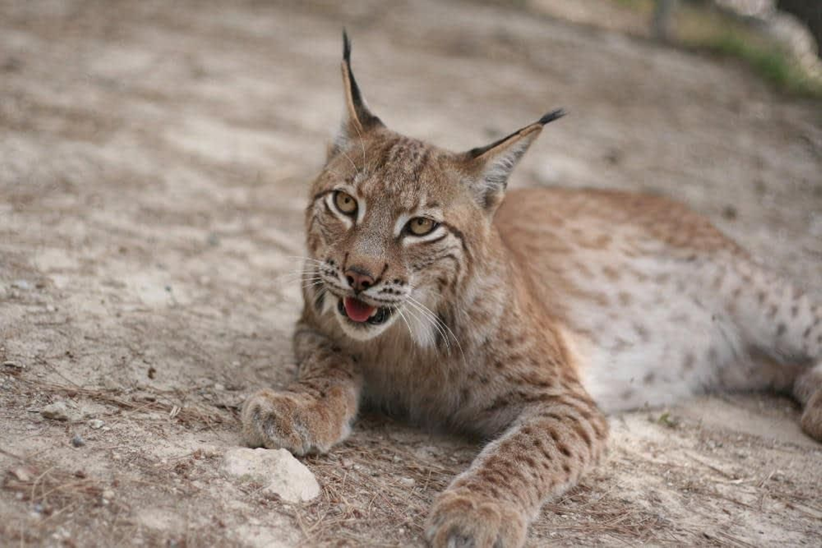 Lince boreal