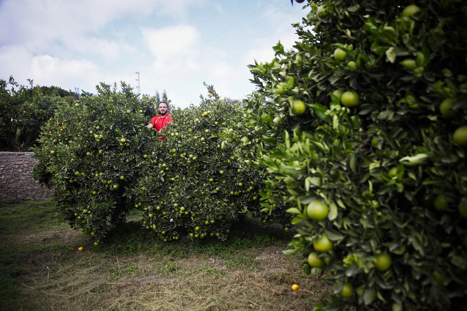 Las naranjas de Íllar, en imágenes