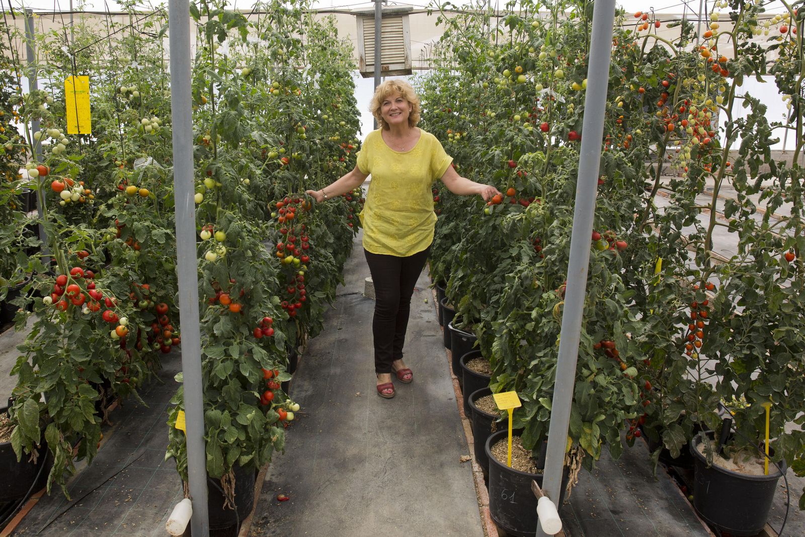 Mercedes Romero en el invernadero de la estación experimental donde se ha llevado a cabo parte del estudio agronómico.