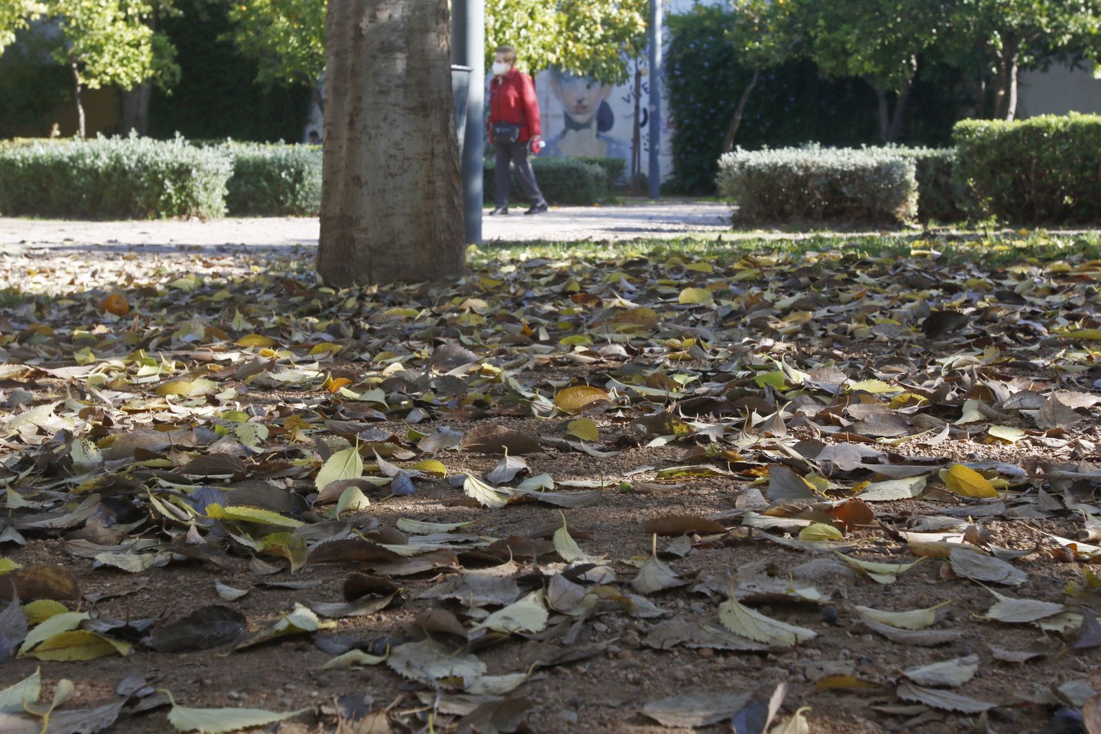 El otoño en Córdoba, en fotografías