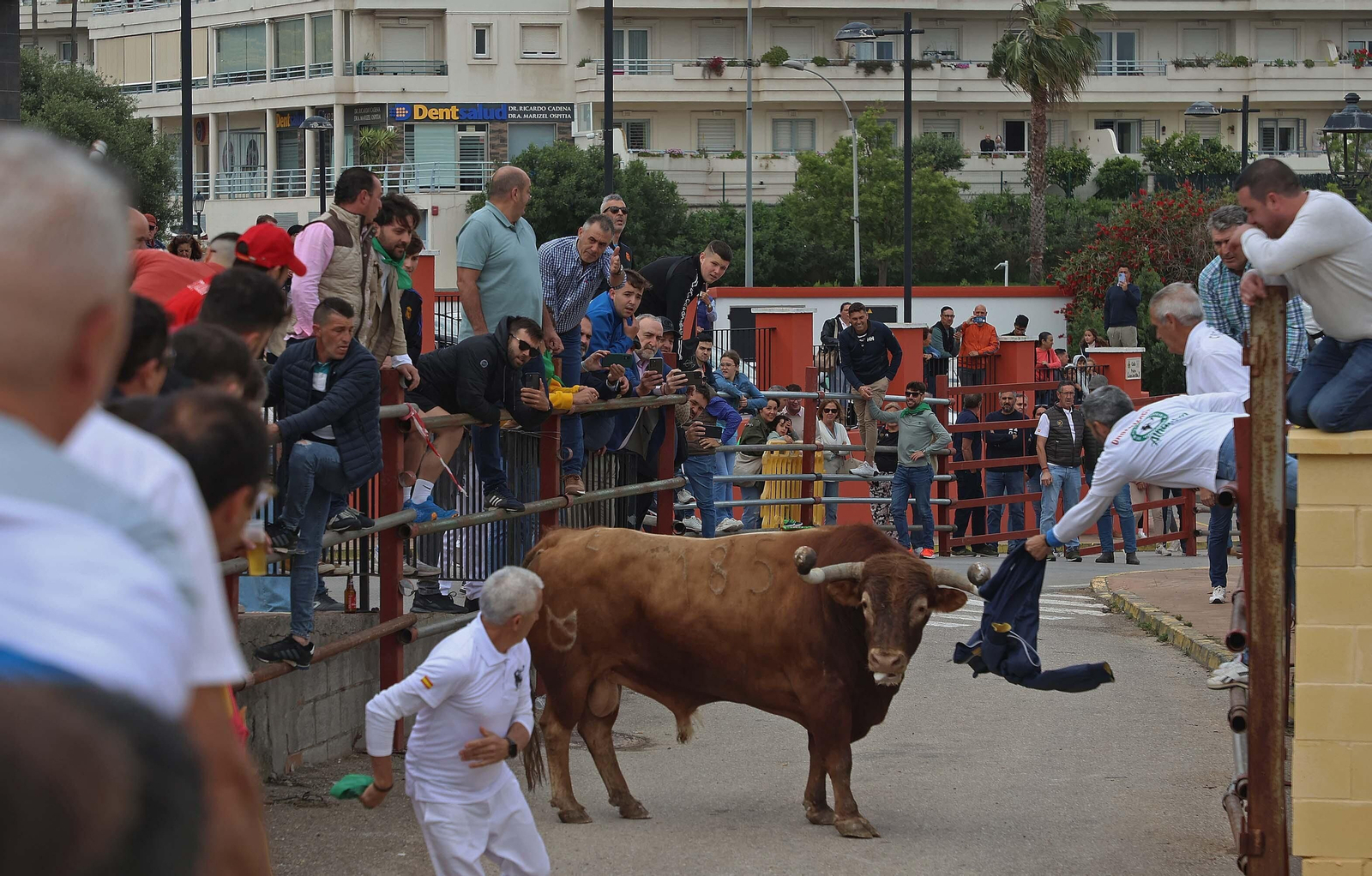 Las mejores fotos del Toro Embolao de Los Barrios 2024