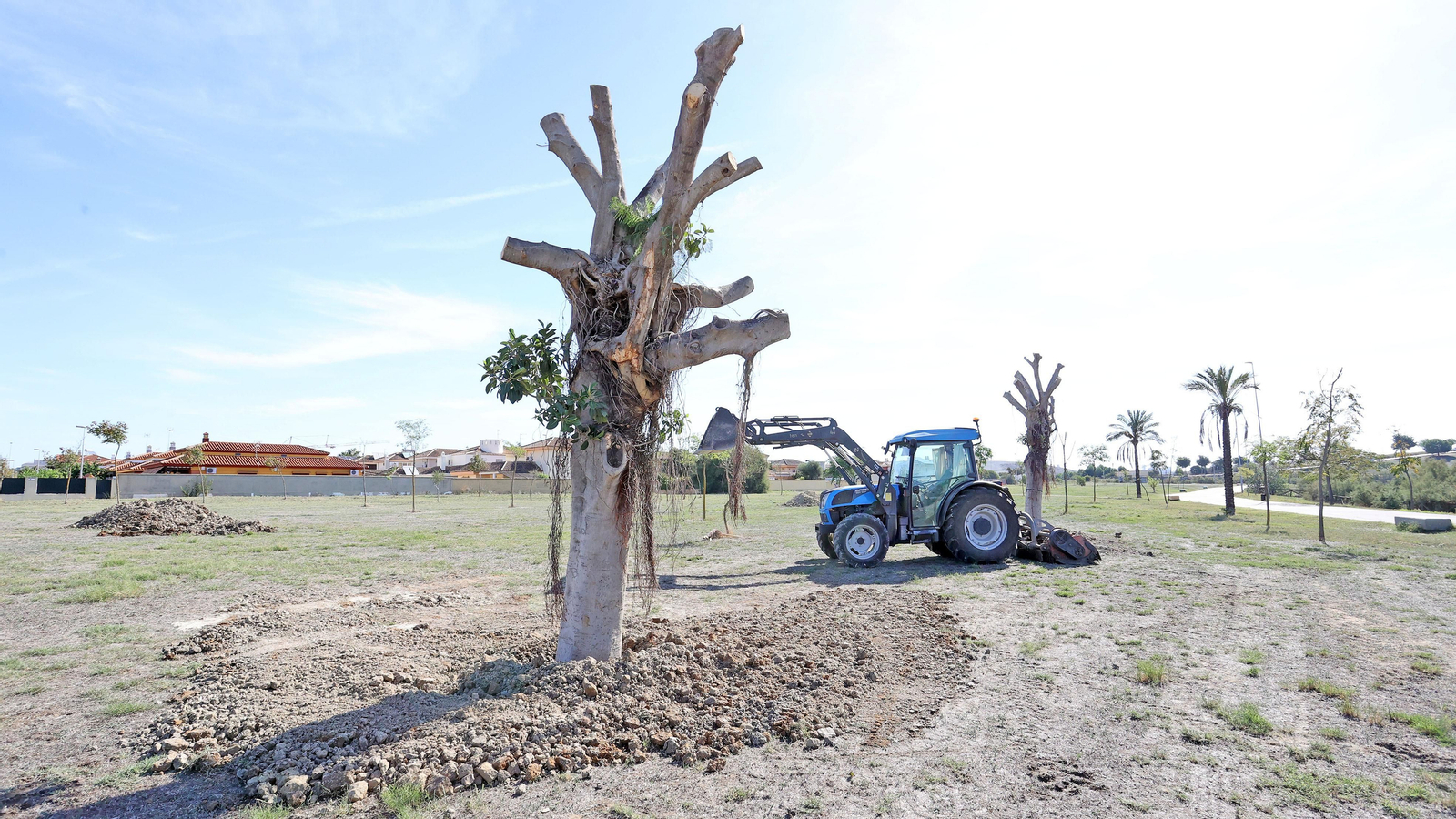 Traslado de los árboles de Chapín
