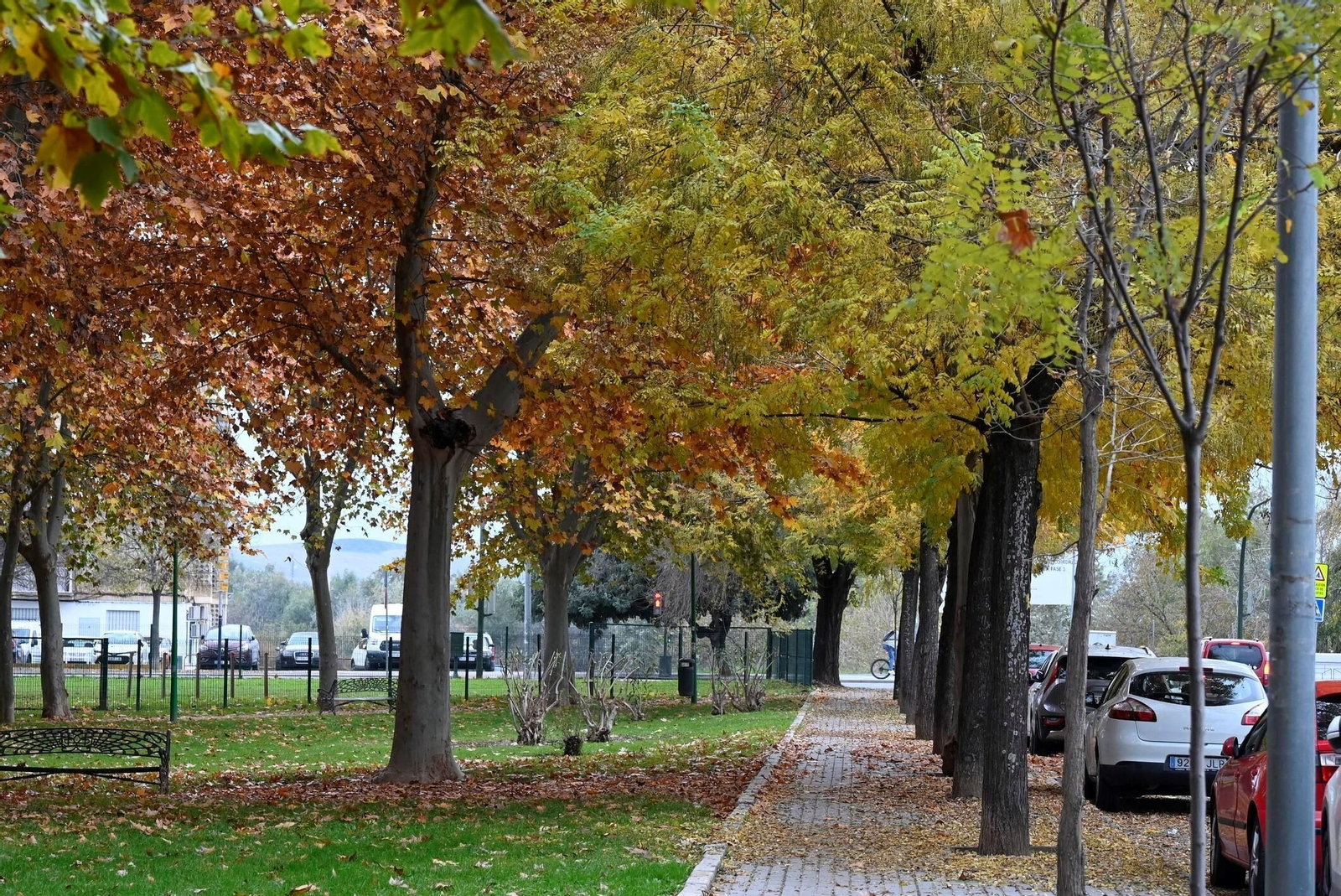 Otoño hojas caídas árboles córdoba