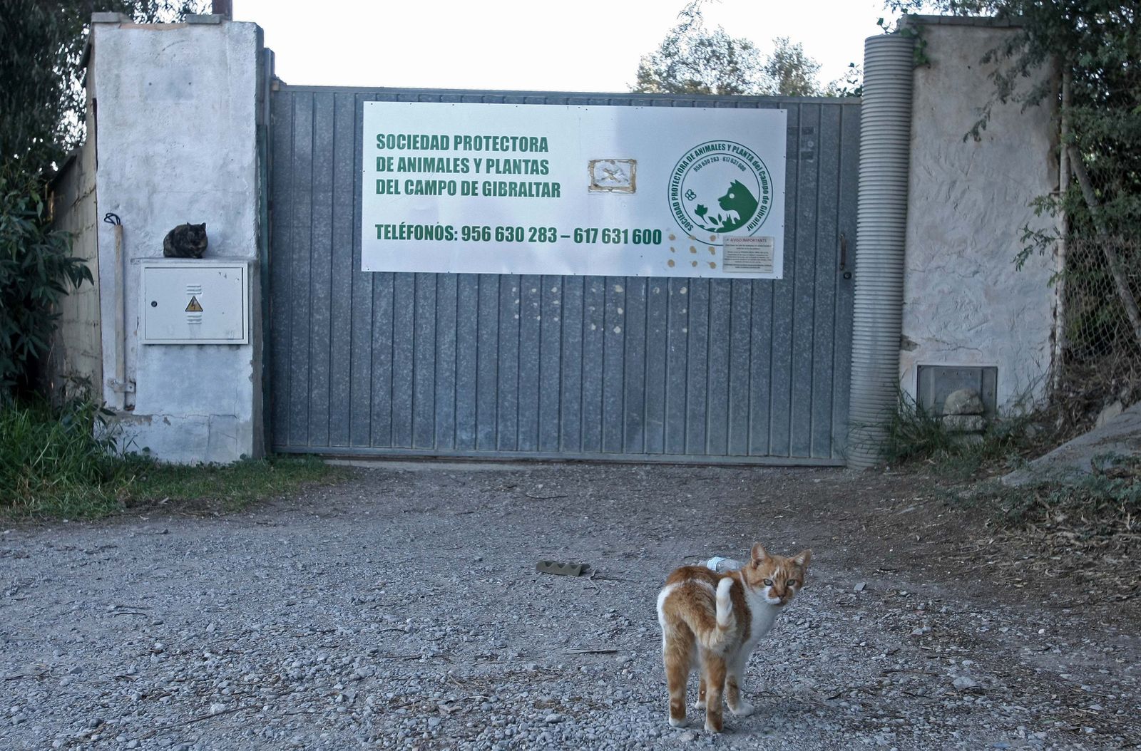 Un gato, en la puerta de la Protectora del Rinconcillo.