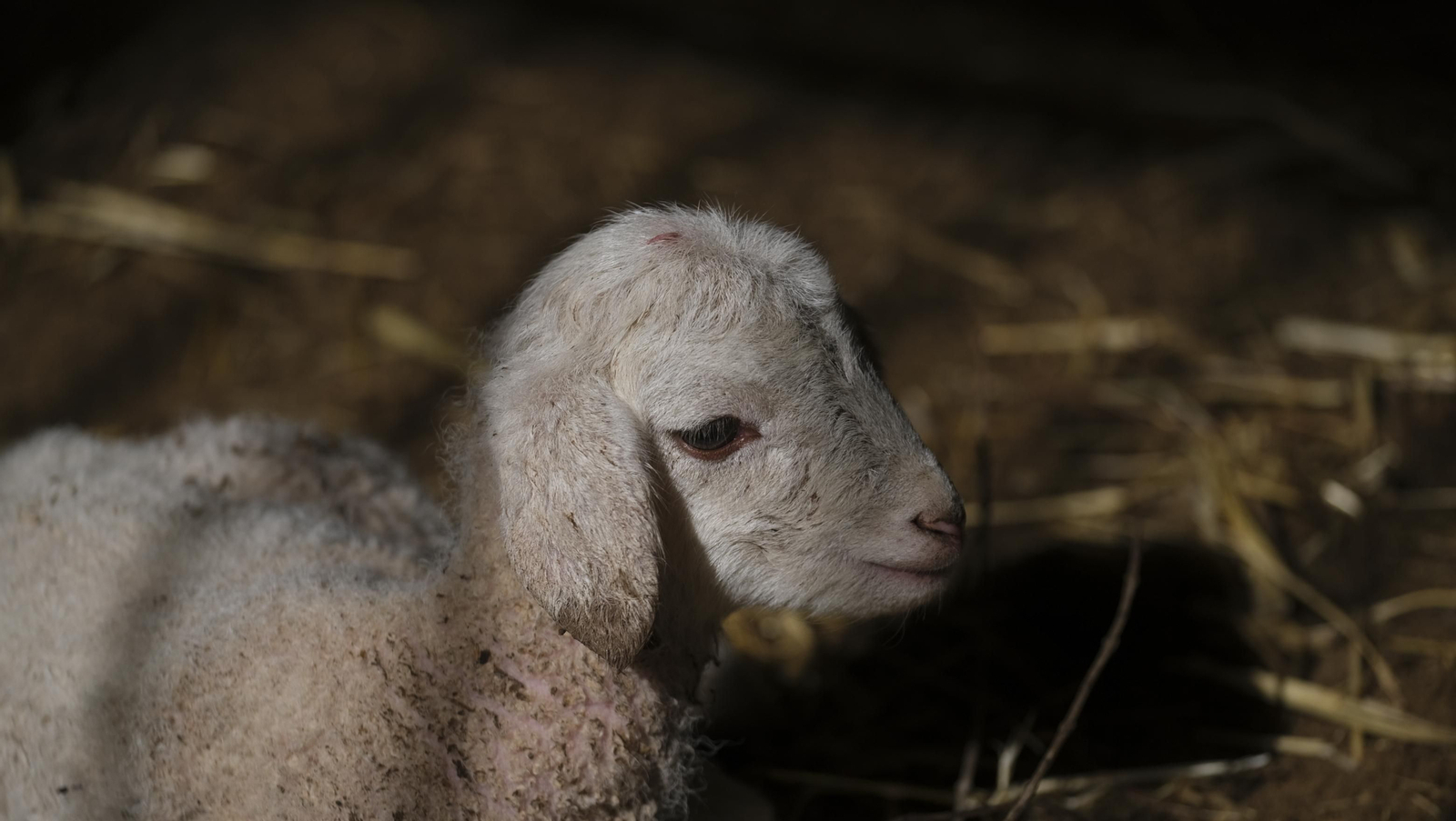 Fotogalería de la ganadería tradicional de Vélez Rubio, las imágenes más tiernas de los corderos recién nacidos