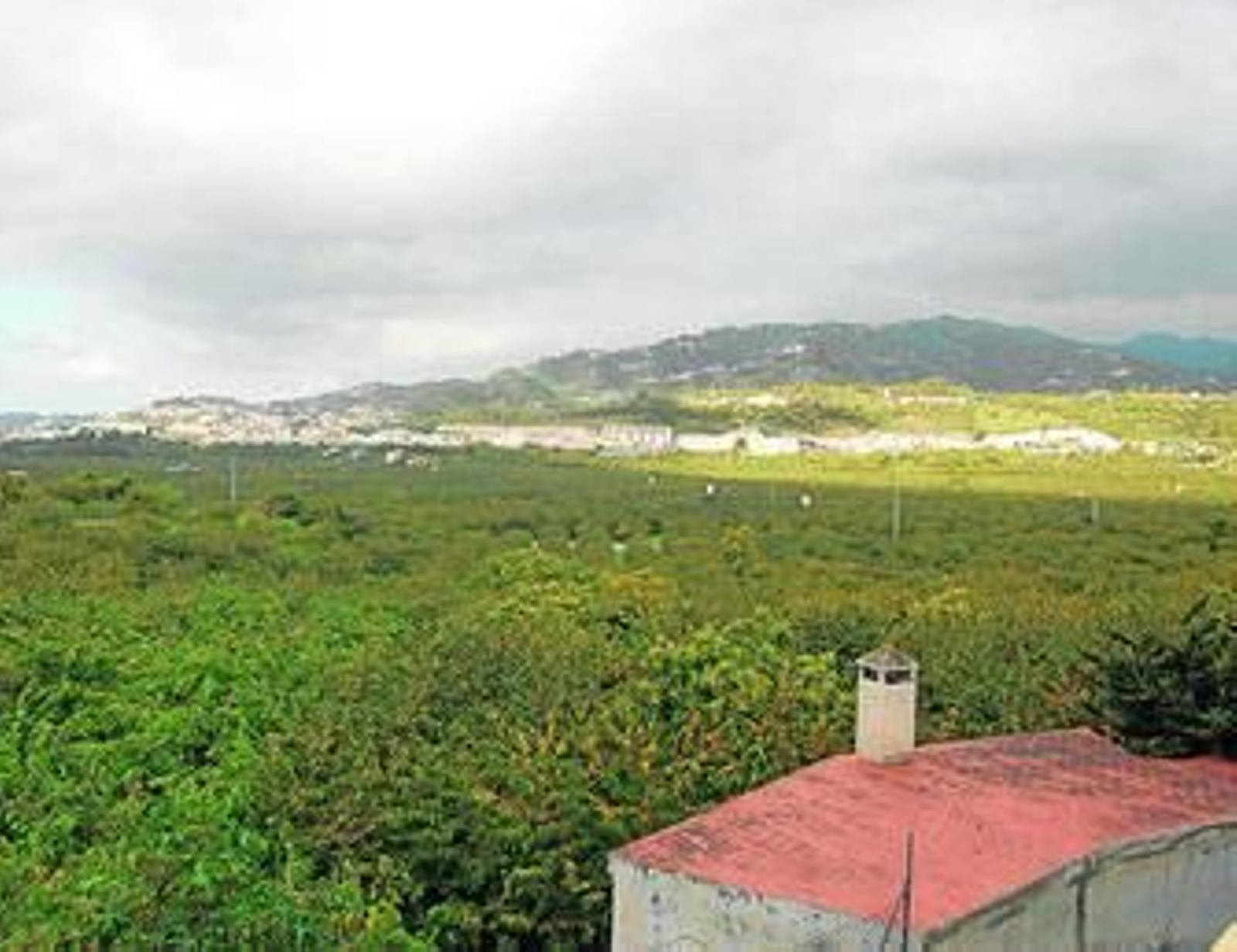 Los aguacates se distribuyeron por todo el mundo con el descubrimiento de América, pero no fue hasta 1932 cuando comenzó su explotación.