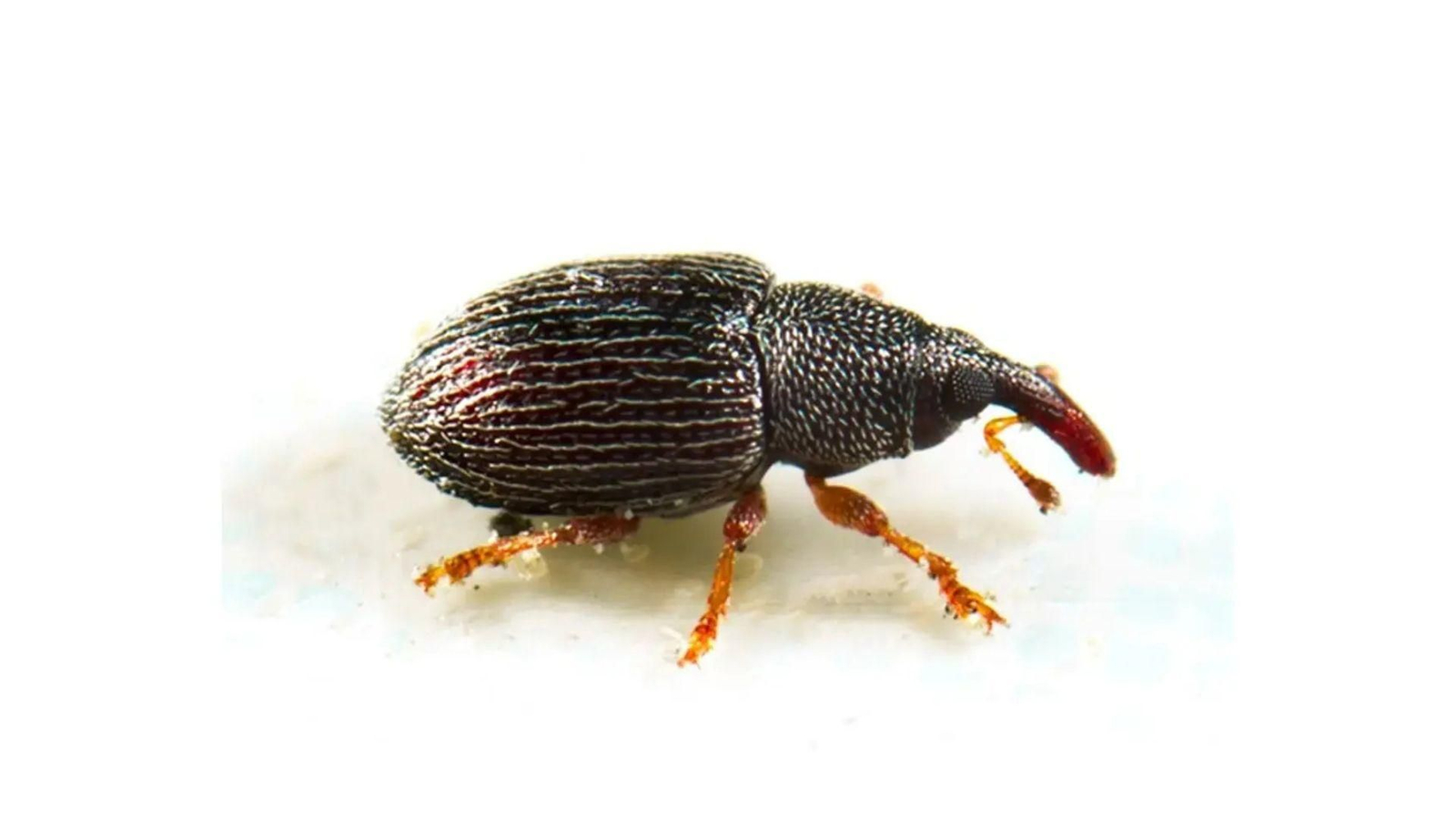 Los gorgojos pueden aparecer en botes de especias o paquetes de harina, incluso aunque no hayan sido abiertos.