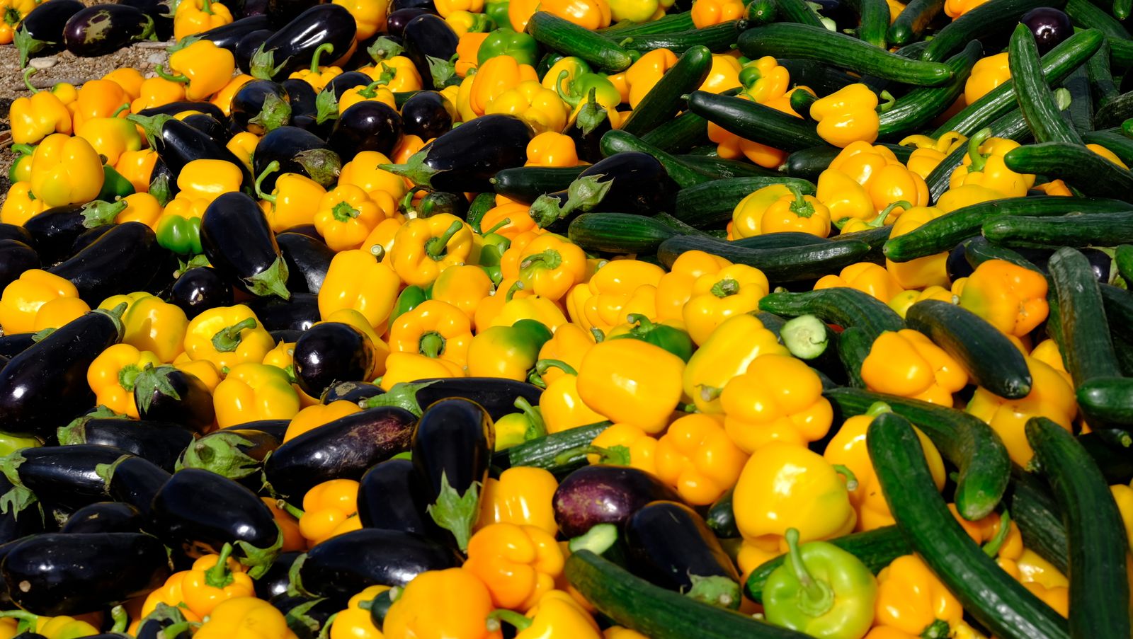 Fotogalería destrucción de pepinos en Almería