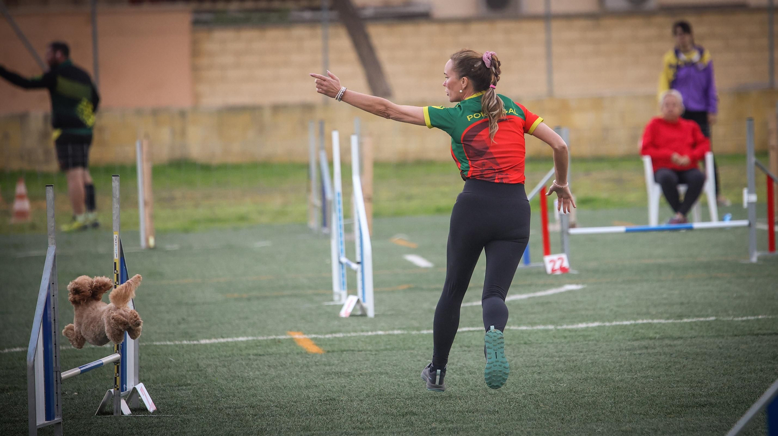 Habilidad canina en la prueba puntuable para el Campeonato de España de 'Agility' celebrado en Jerez Espectaculares las pruebas de disciplina canina puntuables para el Campeonato de España de Agility